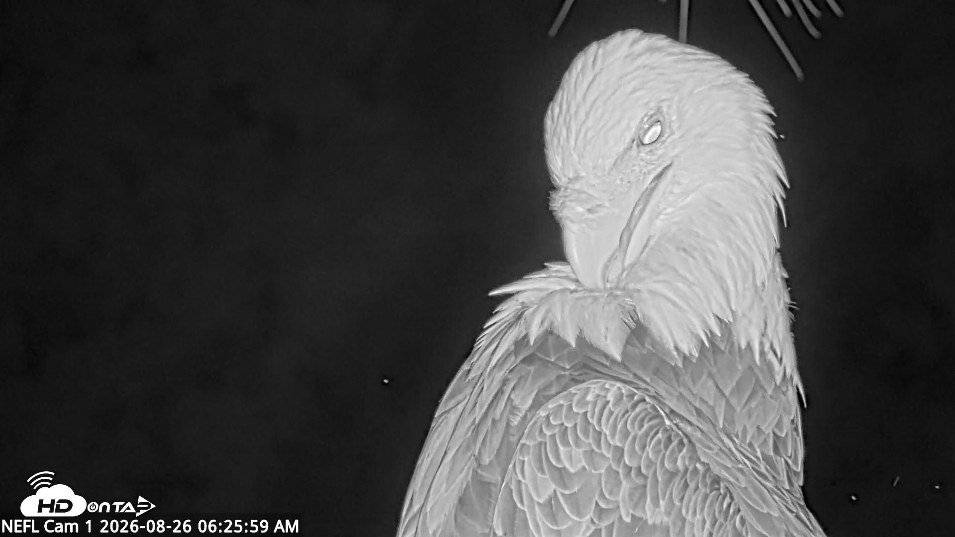 Snapshot of NE Florida Eagles Live Webcam taken Aug 26, 2026, 6:26am EDT