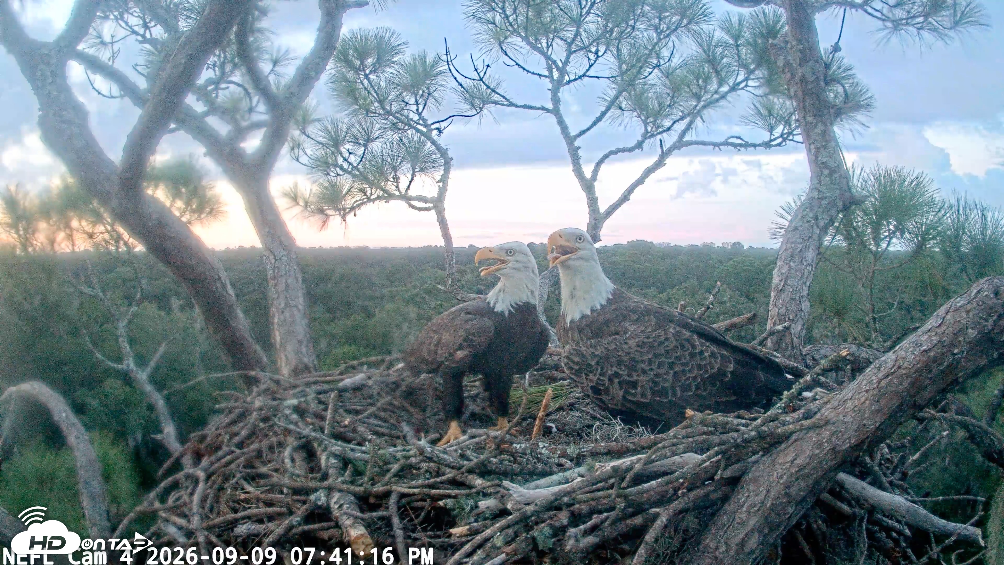 Snapshot of NE Florida Eagles Live Webcam taken Sep 9, 2026, 7:41pm EDT