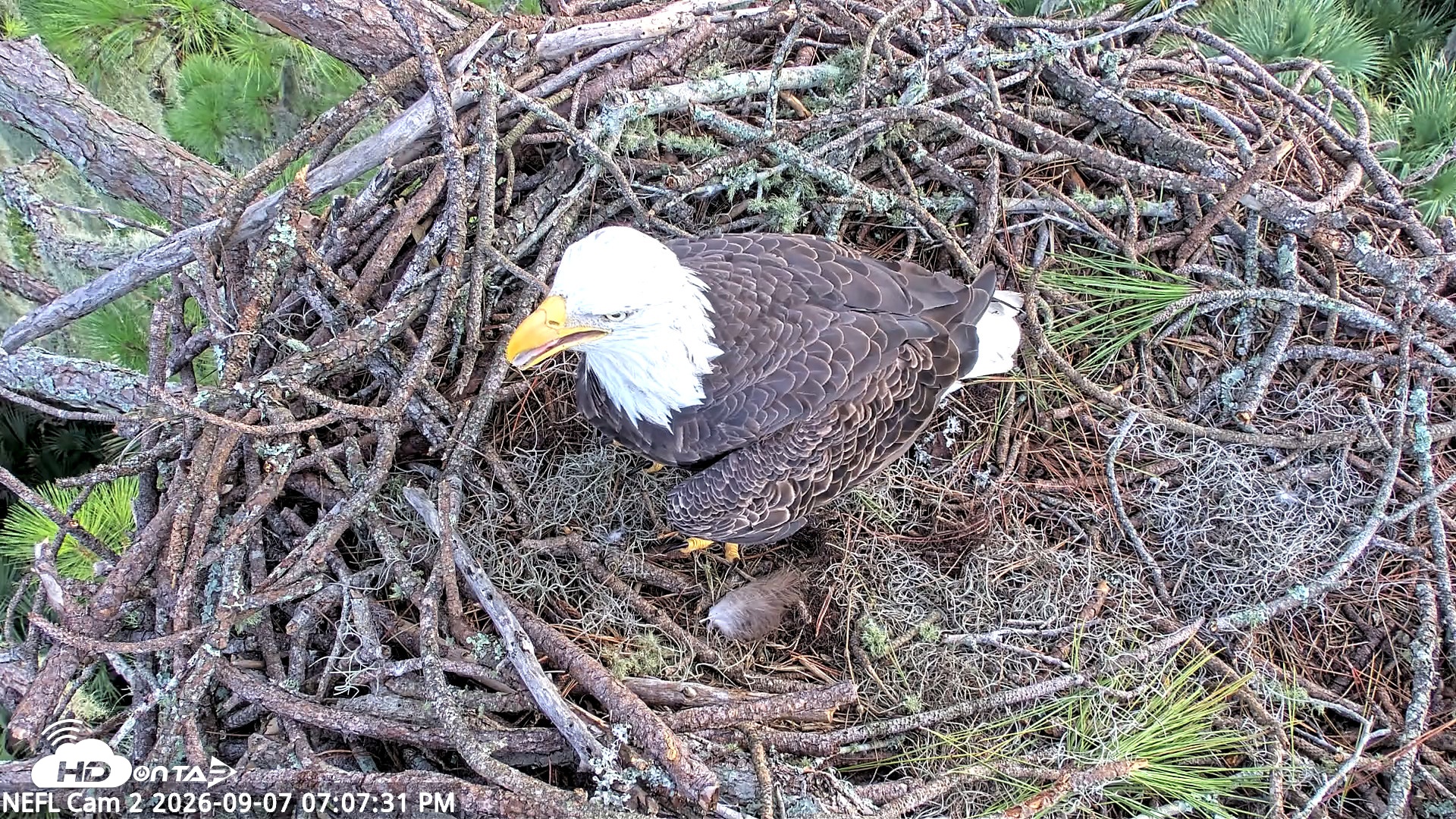 Snapshot of NE Florida Eagles Live Webcam taken Sep 7, 2026, 7:08pm EDT
