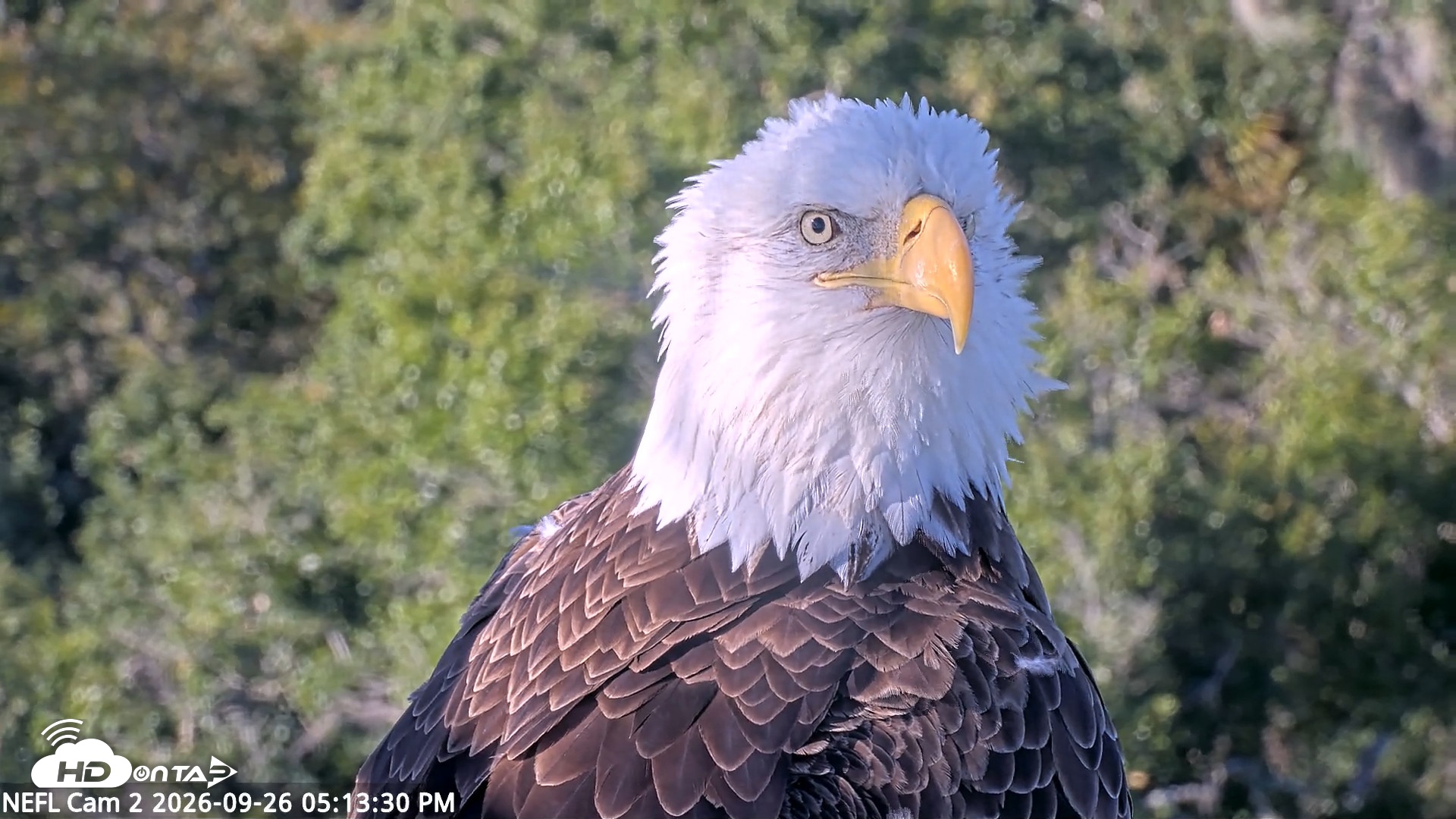Snapshot of NE Florida Eagles Live Webcam taken Sep 26, 2026, 5:14pm EDT