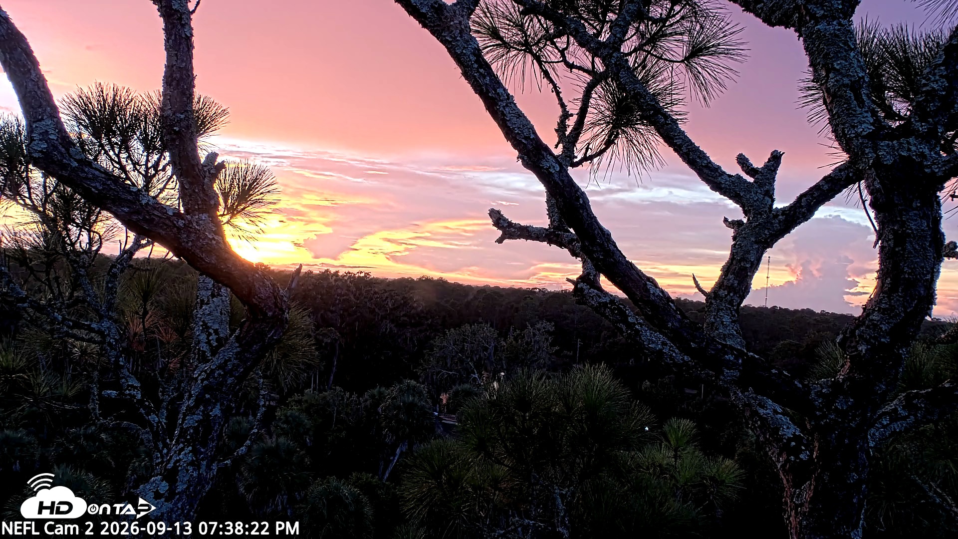 Snapshot of NE Florida Eagles Live Webcam taken Sep 13, 2026, 7:39pm EDT
