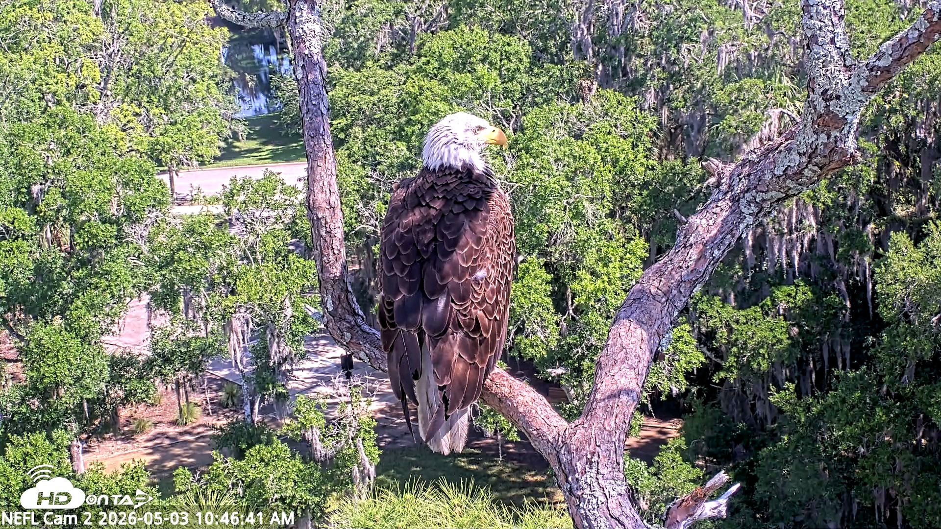 Snapshot of NE Florida Eagles Live Webcam taken May 3, 2026, 10:47am EDT
