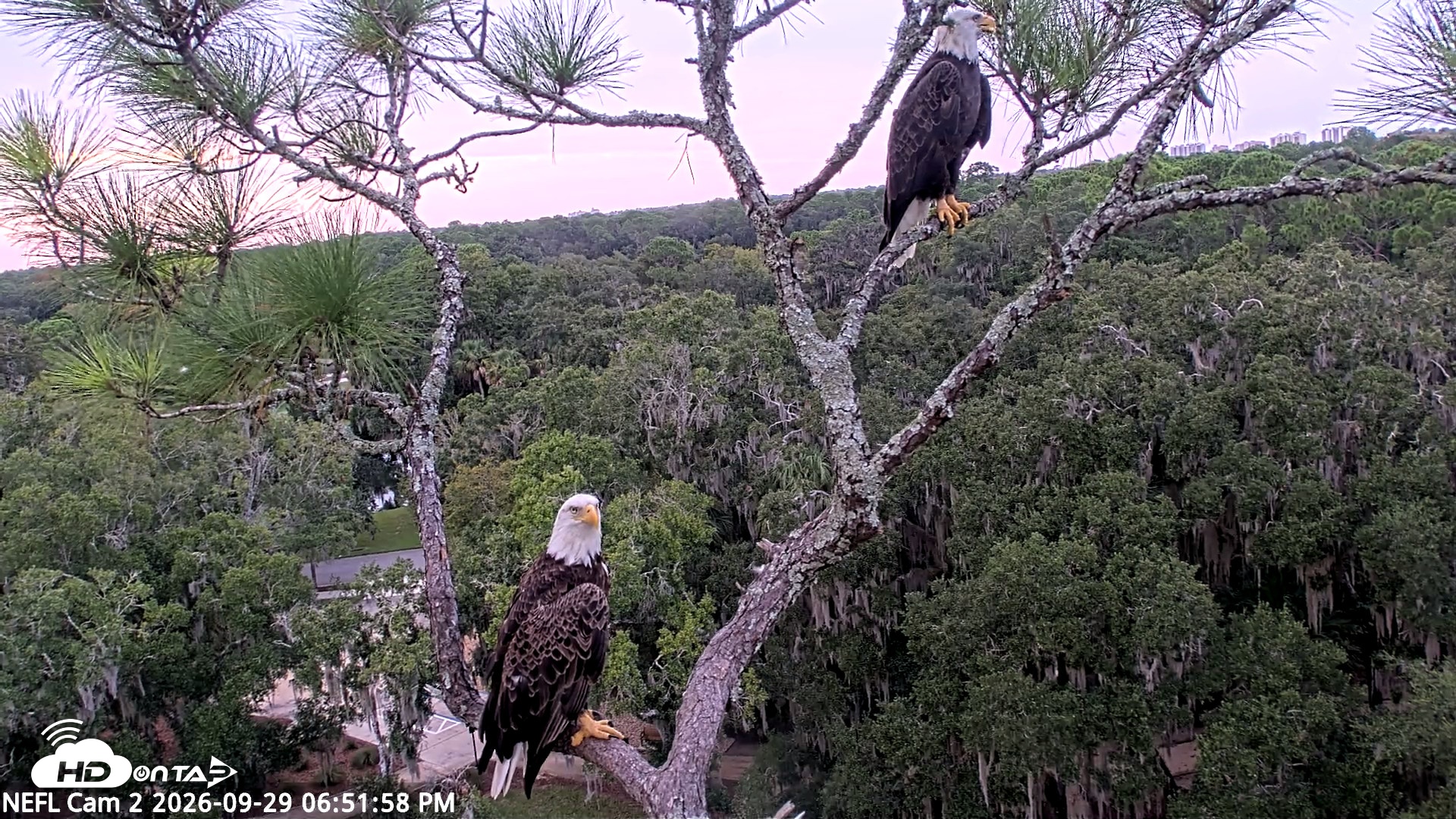 Snapshot of NE Florida Eagles Live Webcam taken Sep 29, 2026, 6:52pm EDT