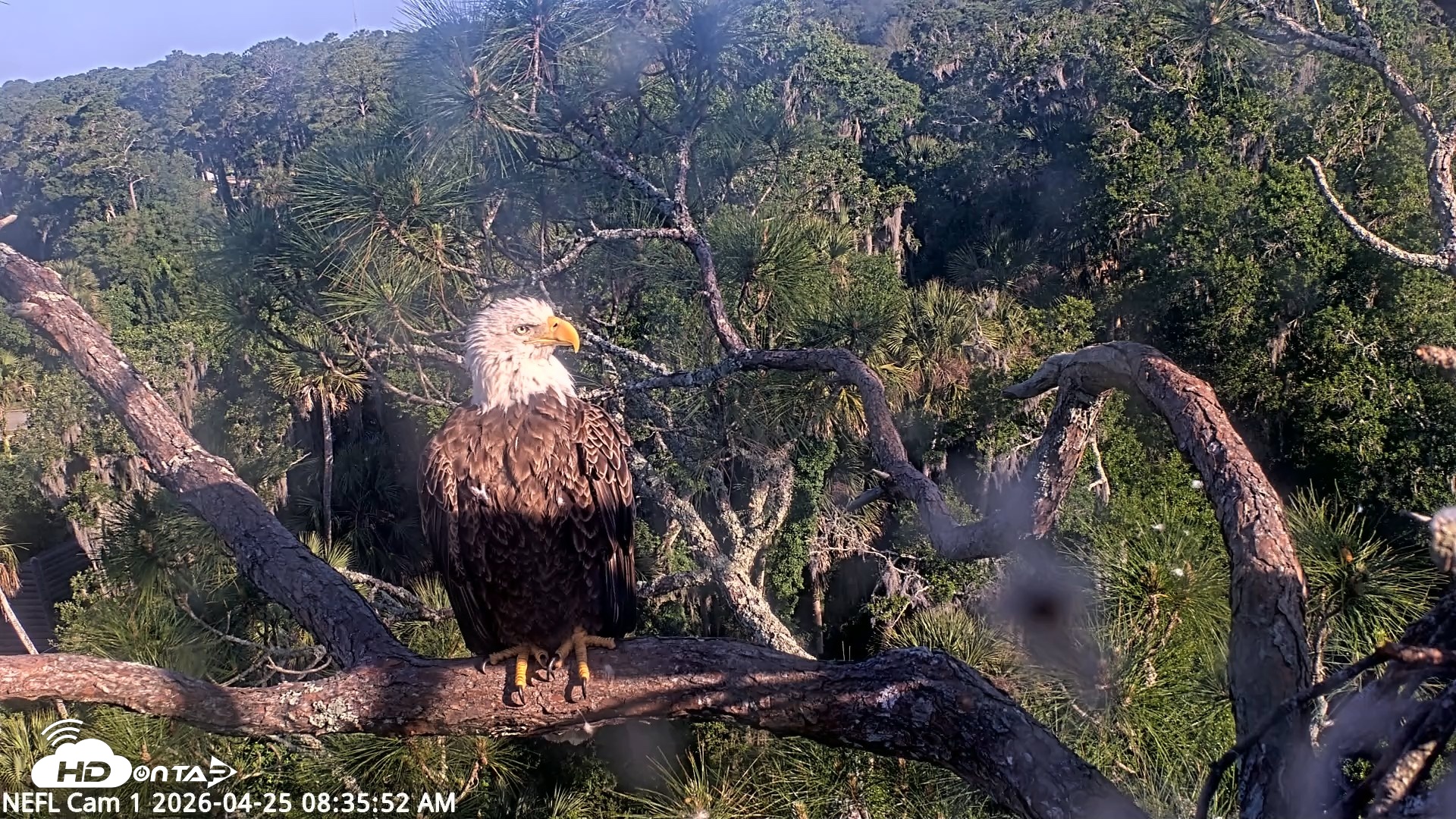 Snapshot of NE Florida Eagles Live Webcam taken Apr 25, 2026, 8:37am EDT