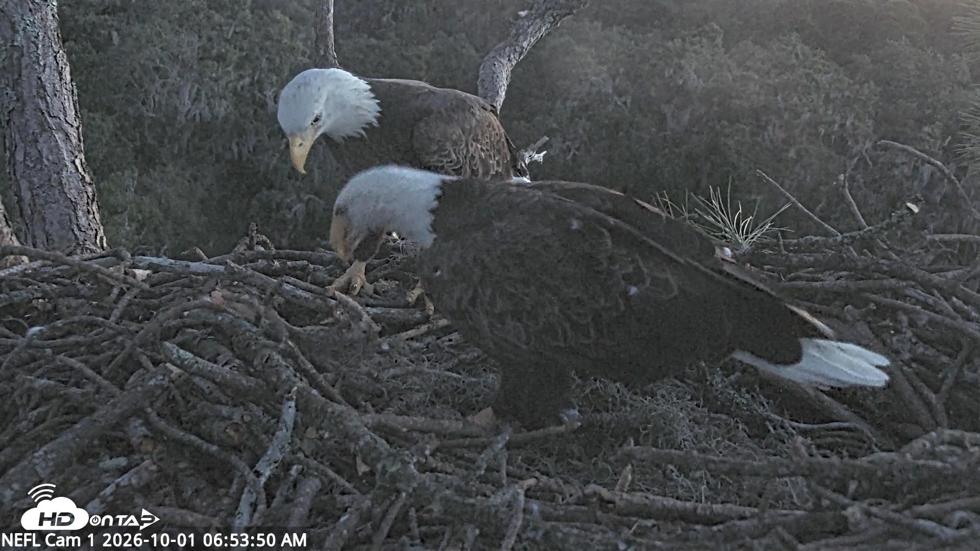 Snapshot of NE Florida Eagles Live Webcam taken Oct 1, 2026, 6:55am EDT