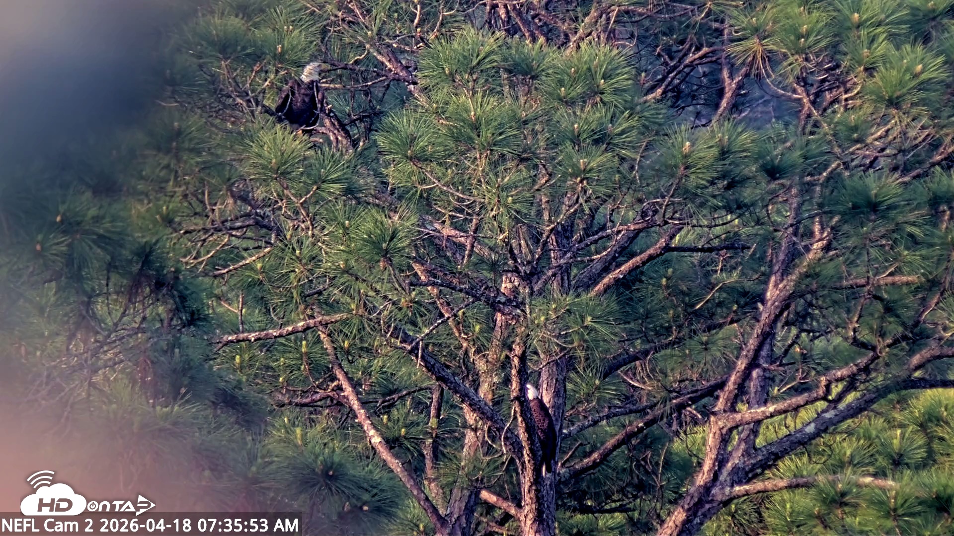 Snapshot of NE Florida Eagles Live Webcam taken Apr 18, 2026, 7:38am EDT