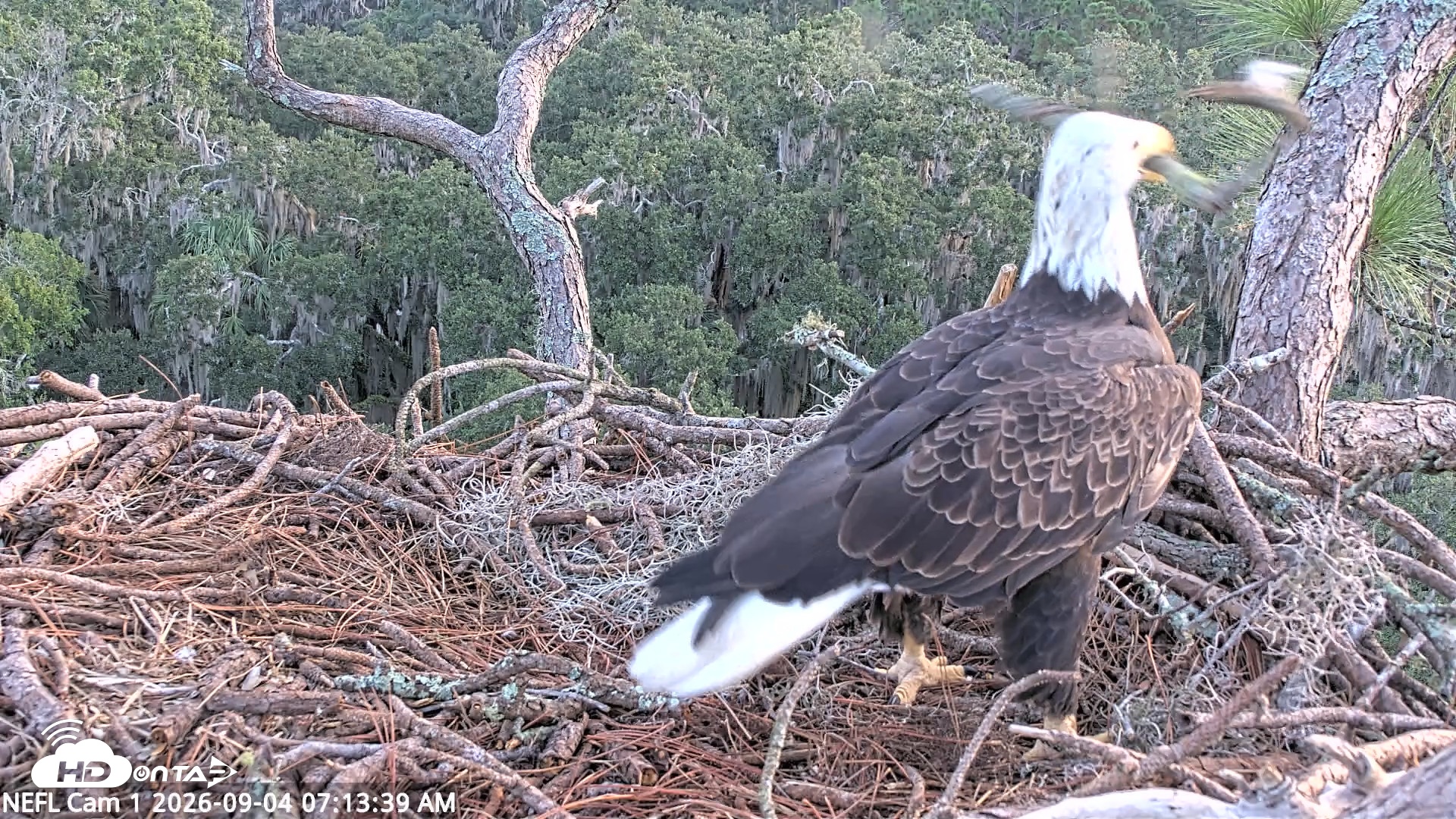 Snapshot of NE Florida Eagles Live Webcam taken Sep 4, 2026, 7:14am EDT