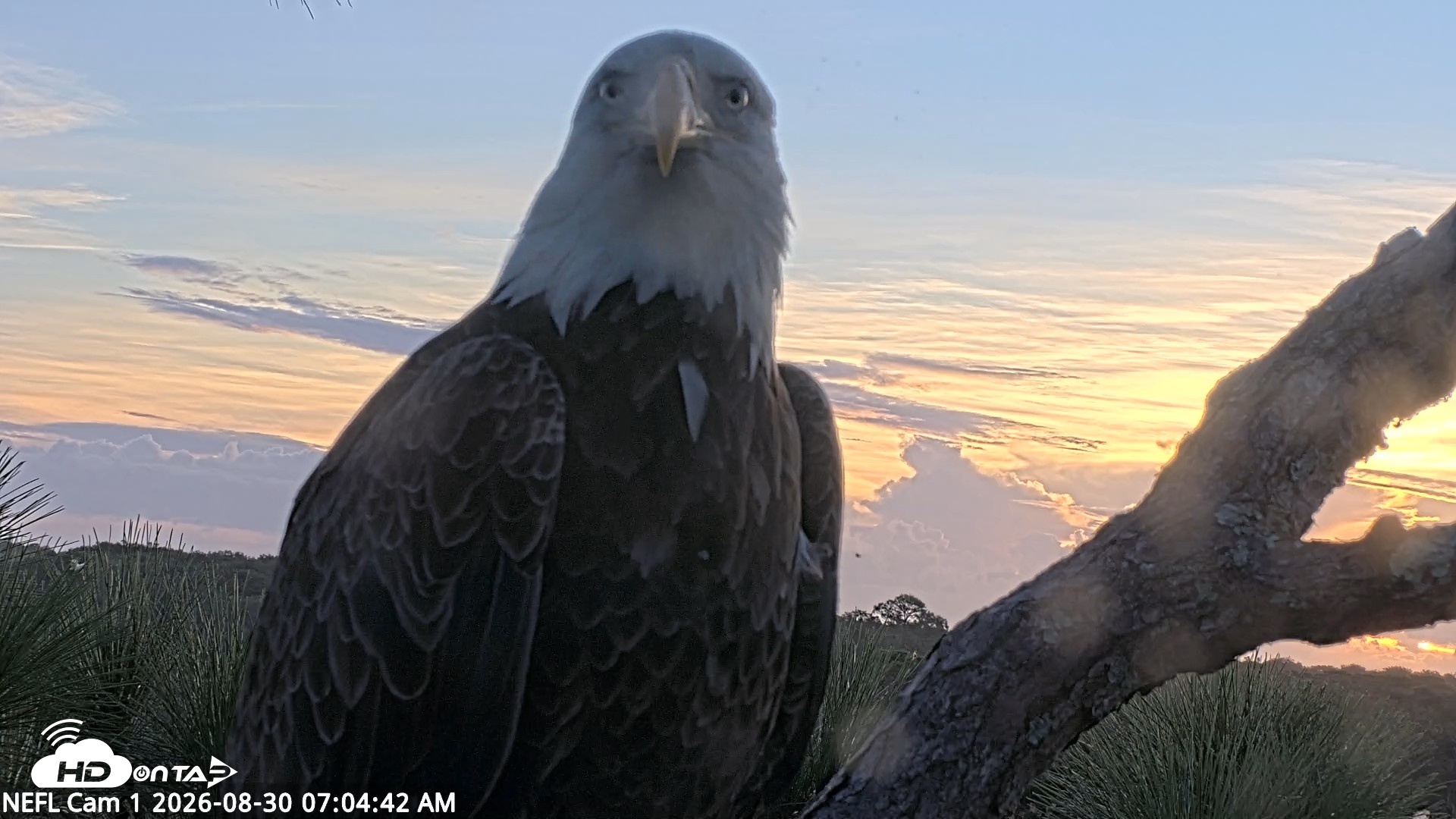 Snapshot of NE Florida Eagles Live Webcam taken Aug 30, 2026, 7:05am EDT