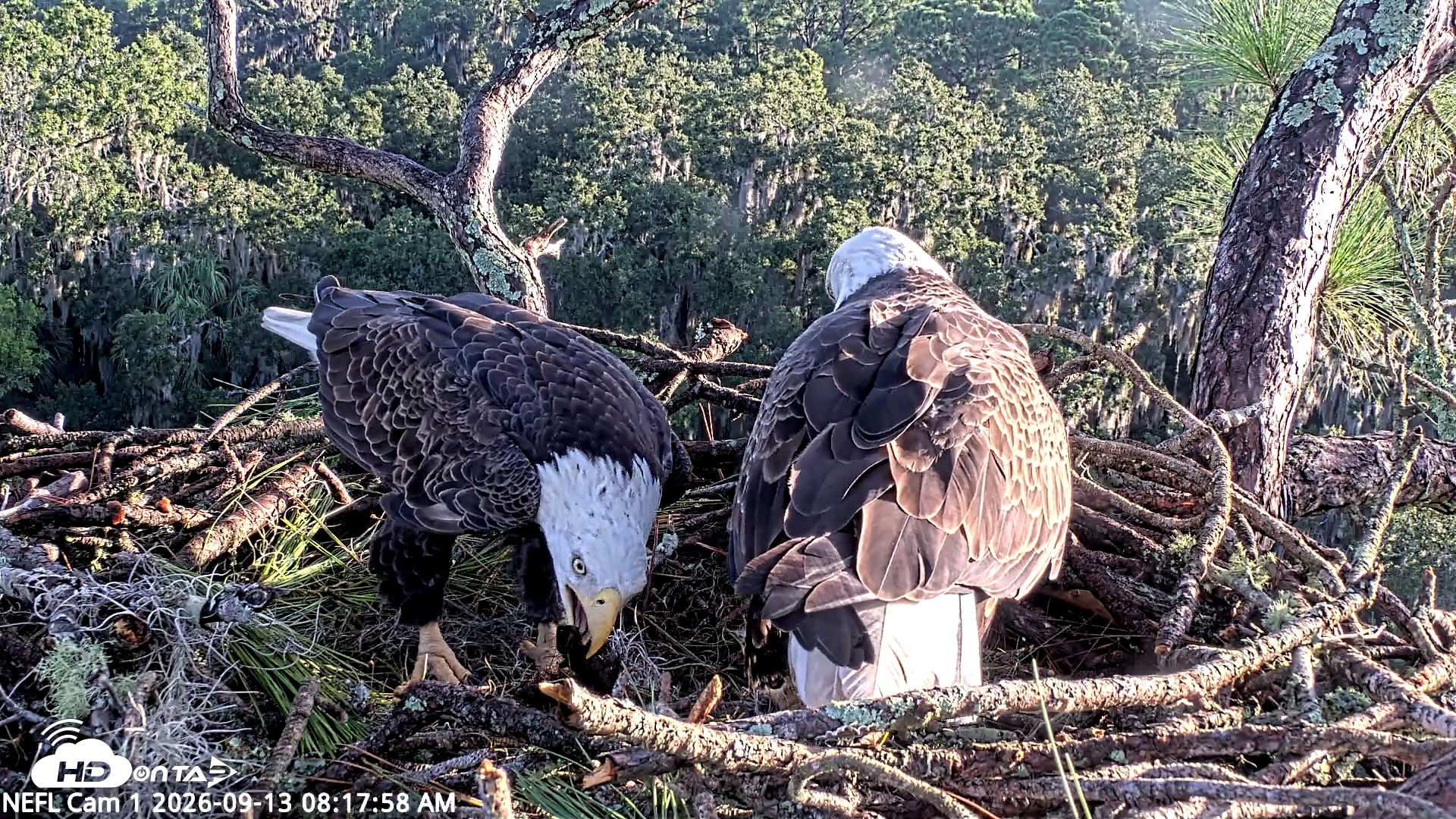 Snapshot of NE Florida Eagles Live Webcam taken Sep 13, 2026, 8:19am EDT