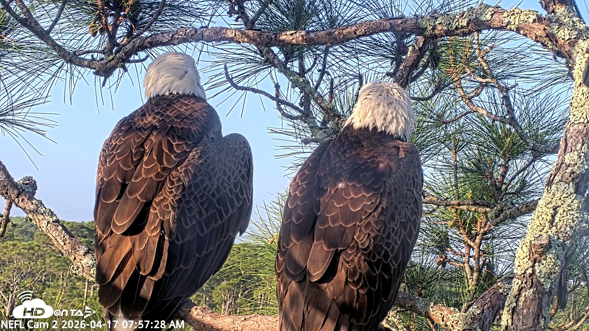 Snapshot of NE Florida Eagles Live Webcam taken Apr 17, 2026, 7:58am EDT