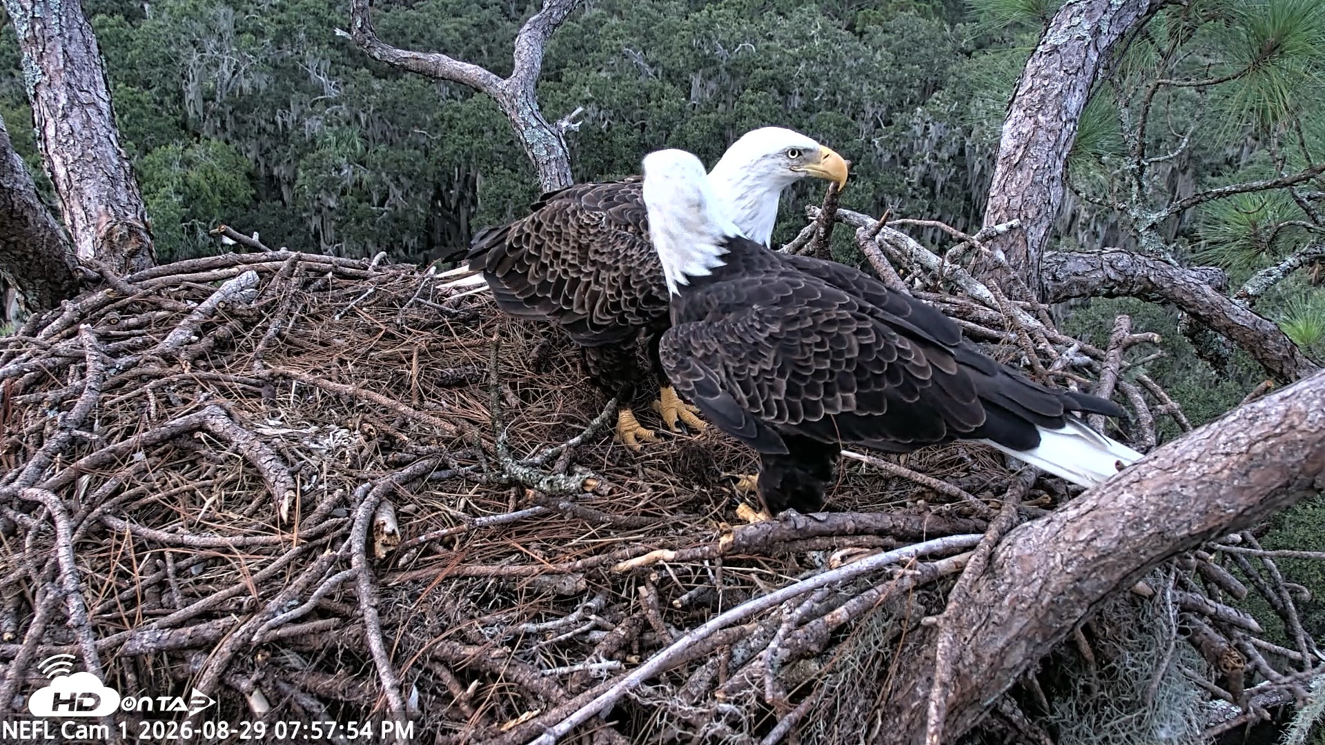 Snapshot of NE Florida Eagles Live Webcam taken Aug 29, 2026, 7:58pm EDT