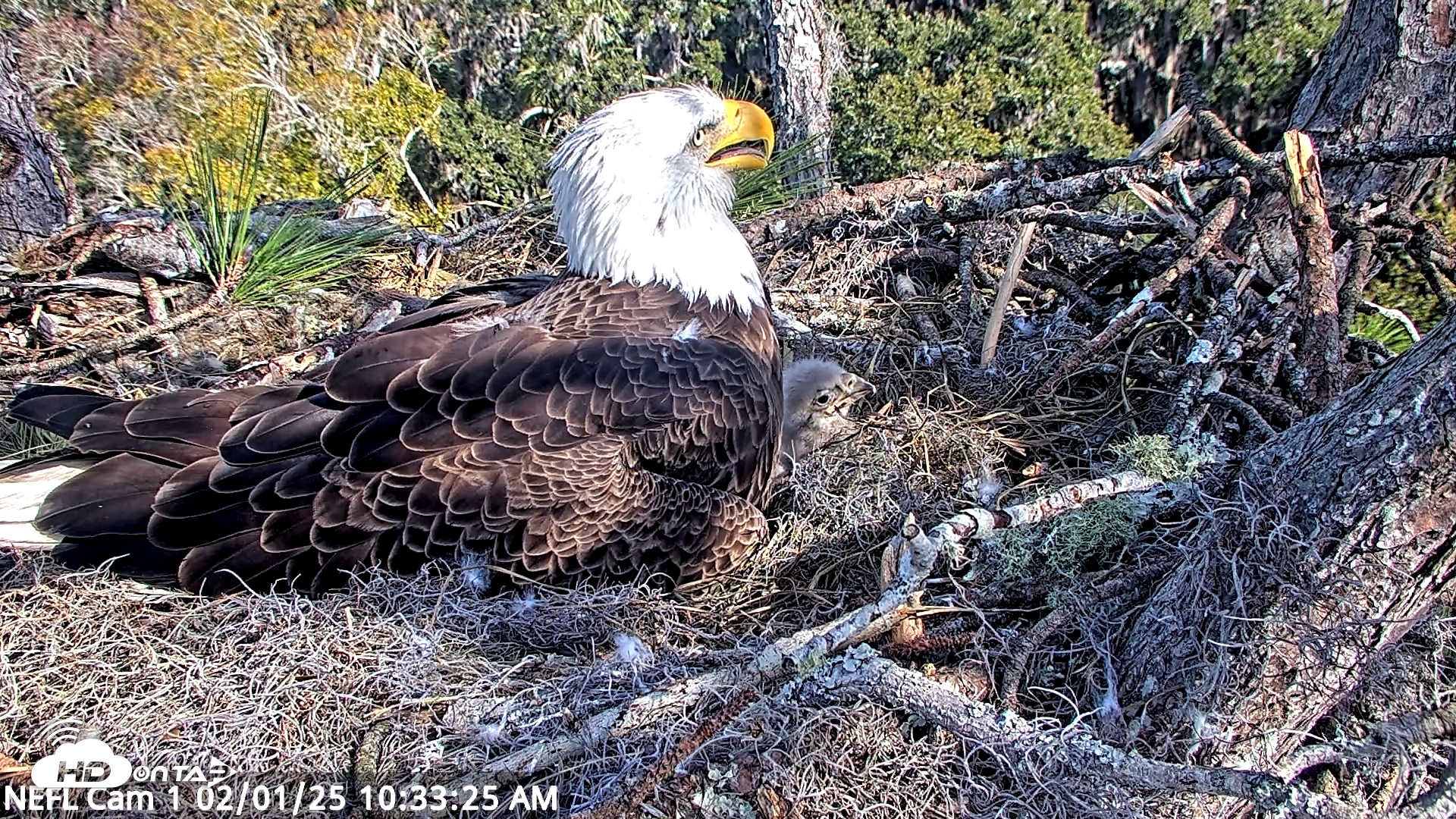 Snapshot of NE Florida Eagles Live Webcam taken Feb 1, 2025, 10:33am EST