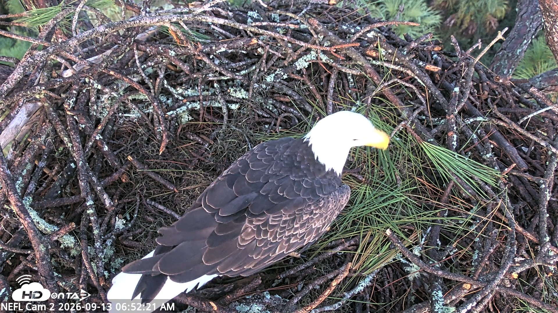 Snapshot of NE Florida Eagles Live Webcam taken Sep 13, 2026, 6:53am EDT