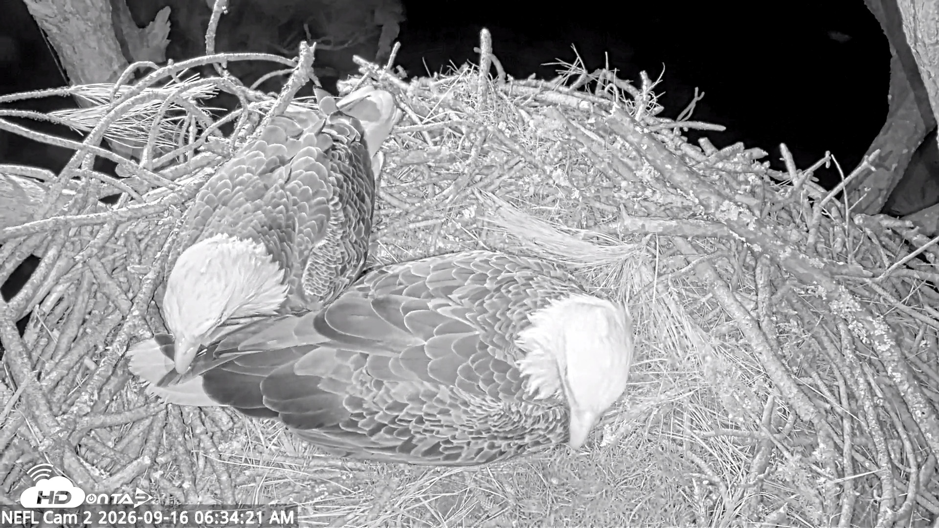 Snapshot of NE Florida Eagles Live Webcam taken Sep 16, 2026, 6:36am EDT