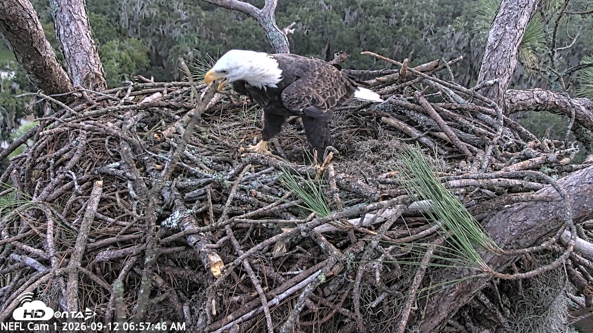 Snapshot of NE Florida Eagles Live Webcam taken Sep 12, 2026, 6:58am EDT