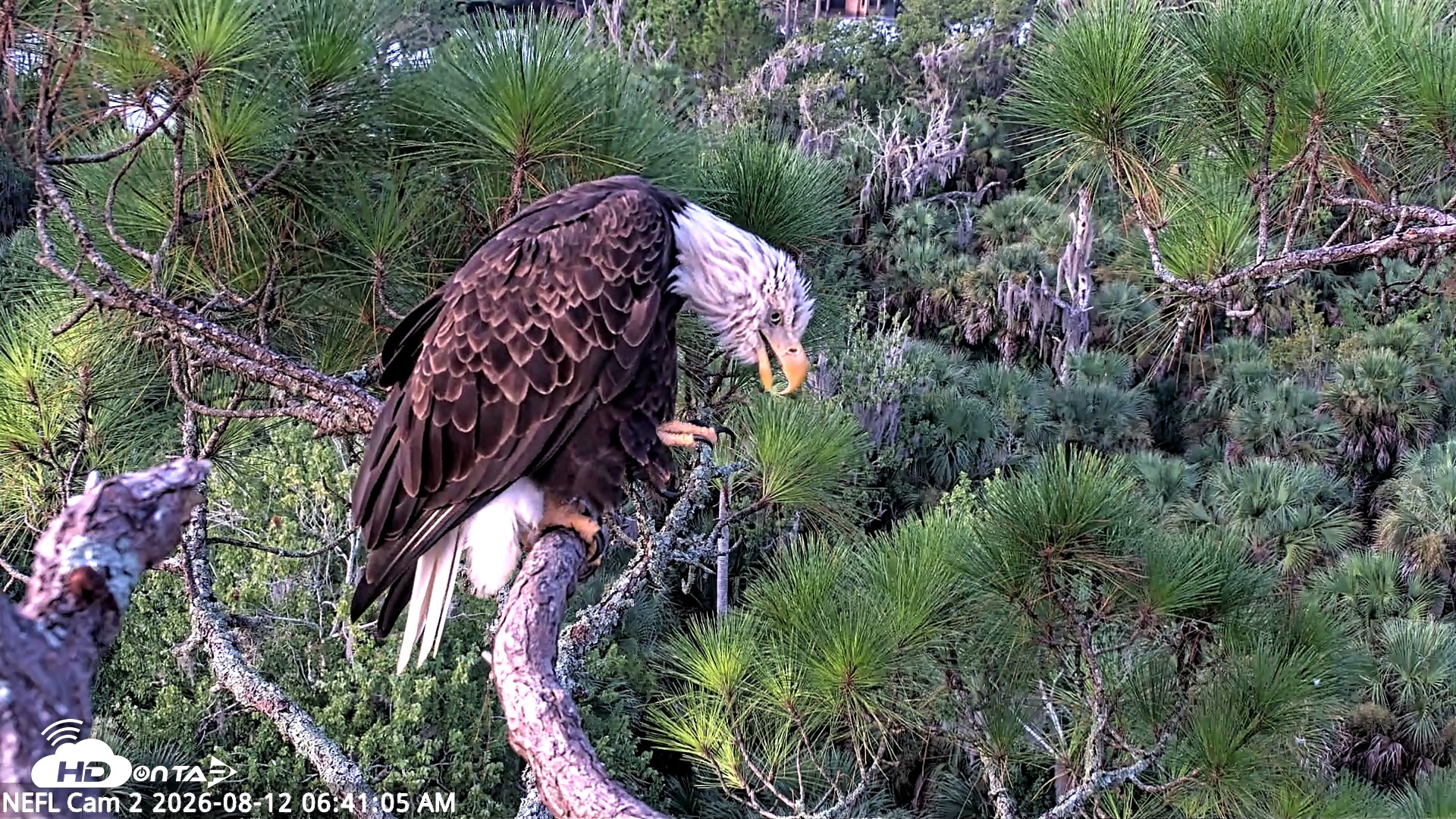 Snapshot of NE Florida Eagles Live Webcam taken Aug 12, 2026, 6:42am EDT