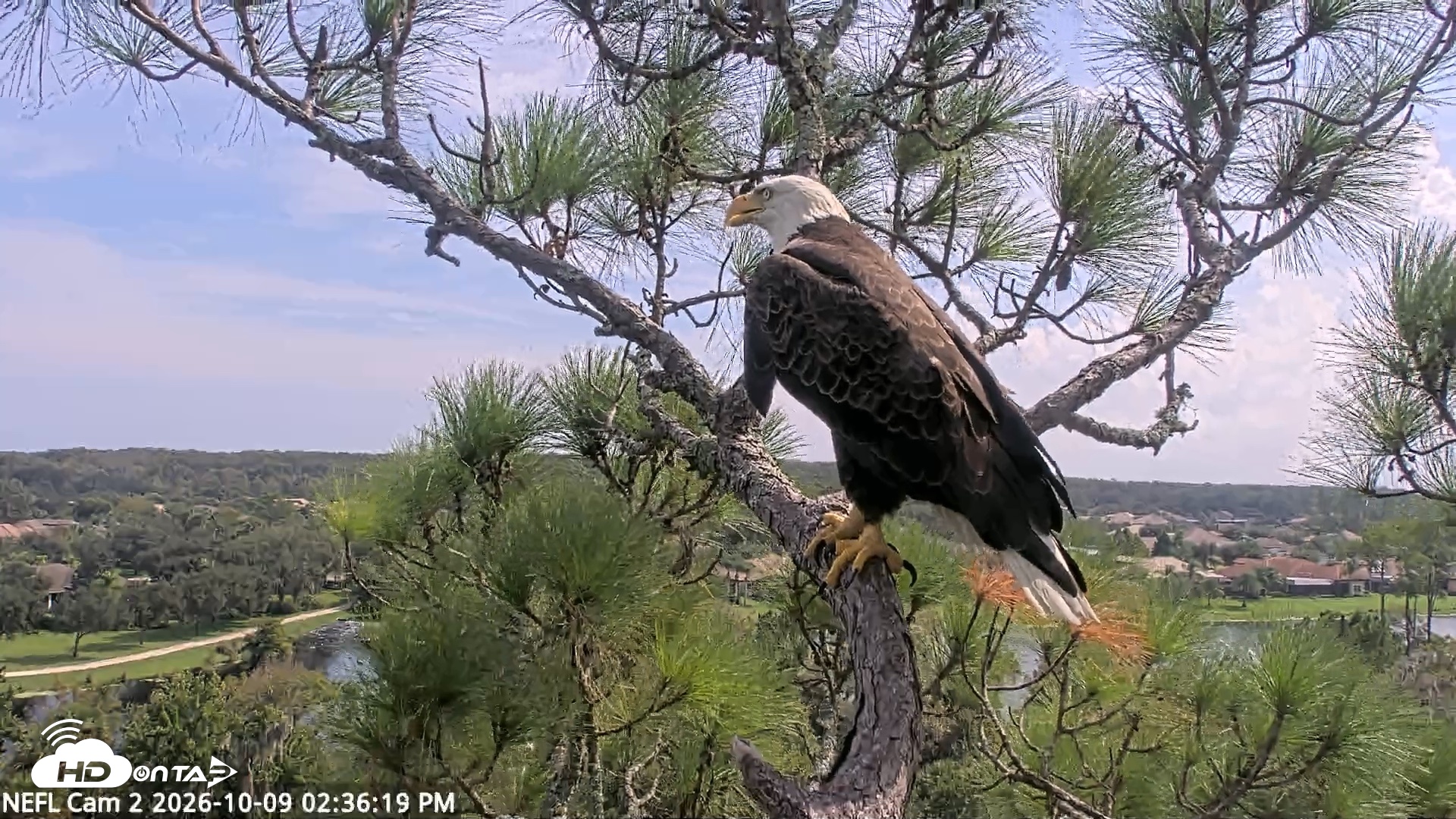 Snapshot of NE Florida Eagles Live Webcam taken Oct 9, 2026, 2:37pm EDT