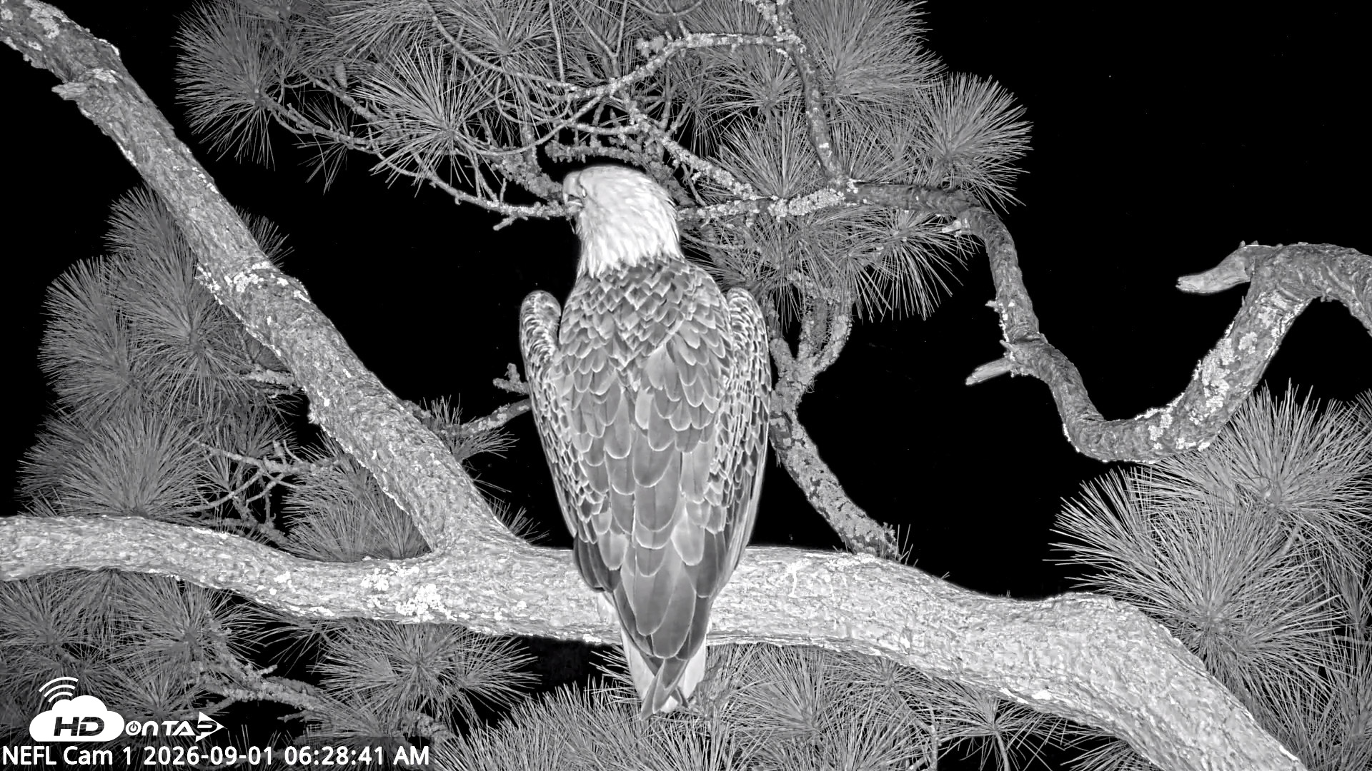 Snapshot of NE Florida Eagles Live Webcam taken Sep 1, 2026, 6:30am EDT