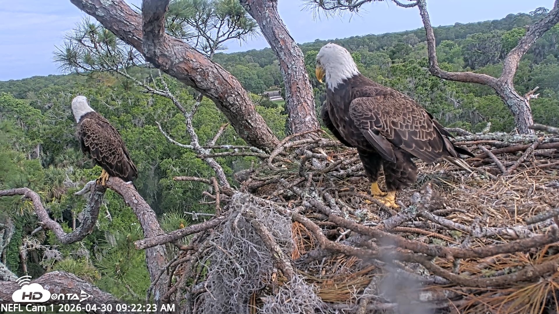 Snapshot of NE Florida Eagles Live Webcam taken Apr 30, 2026, 9:23am EDT