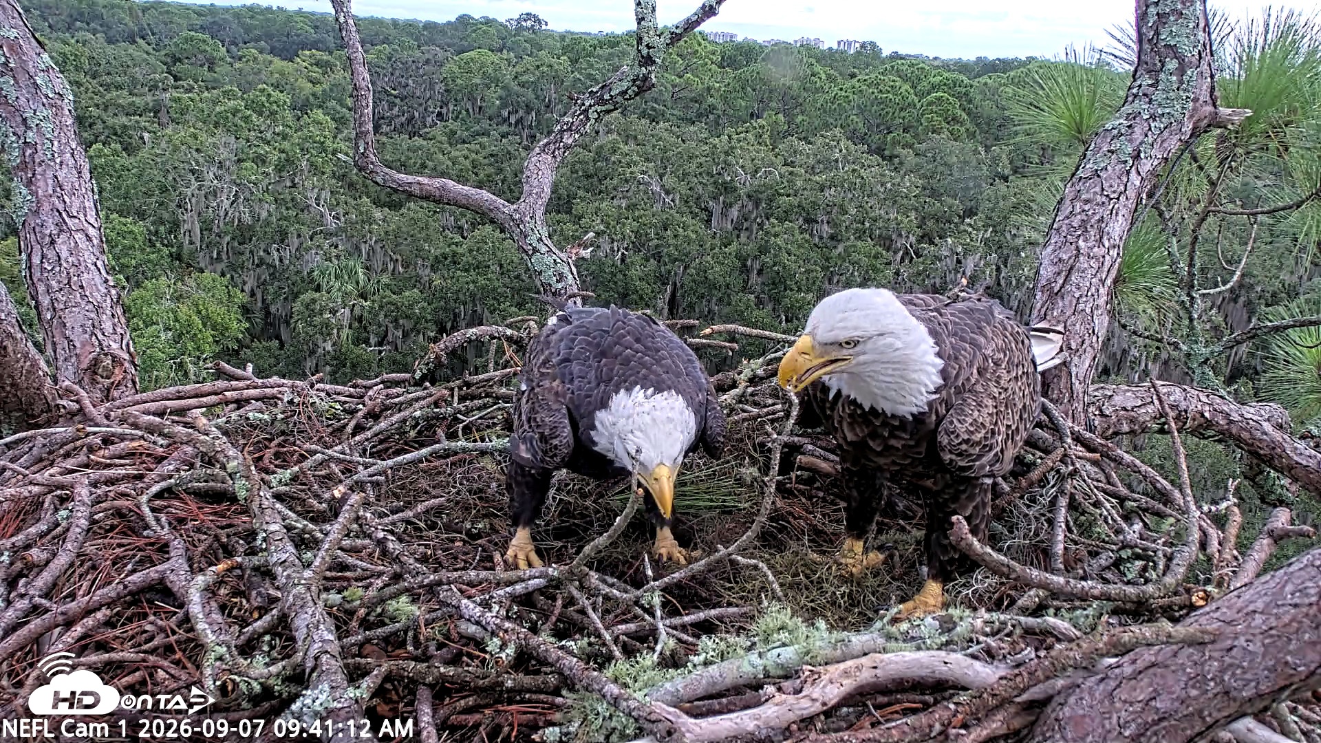 Snapshot of NE Florida Eagles Live Webcam taken Sep 7, 2026, 9:42am EDT