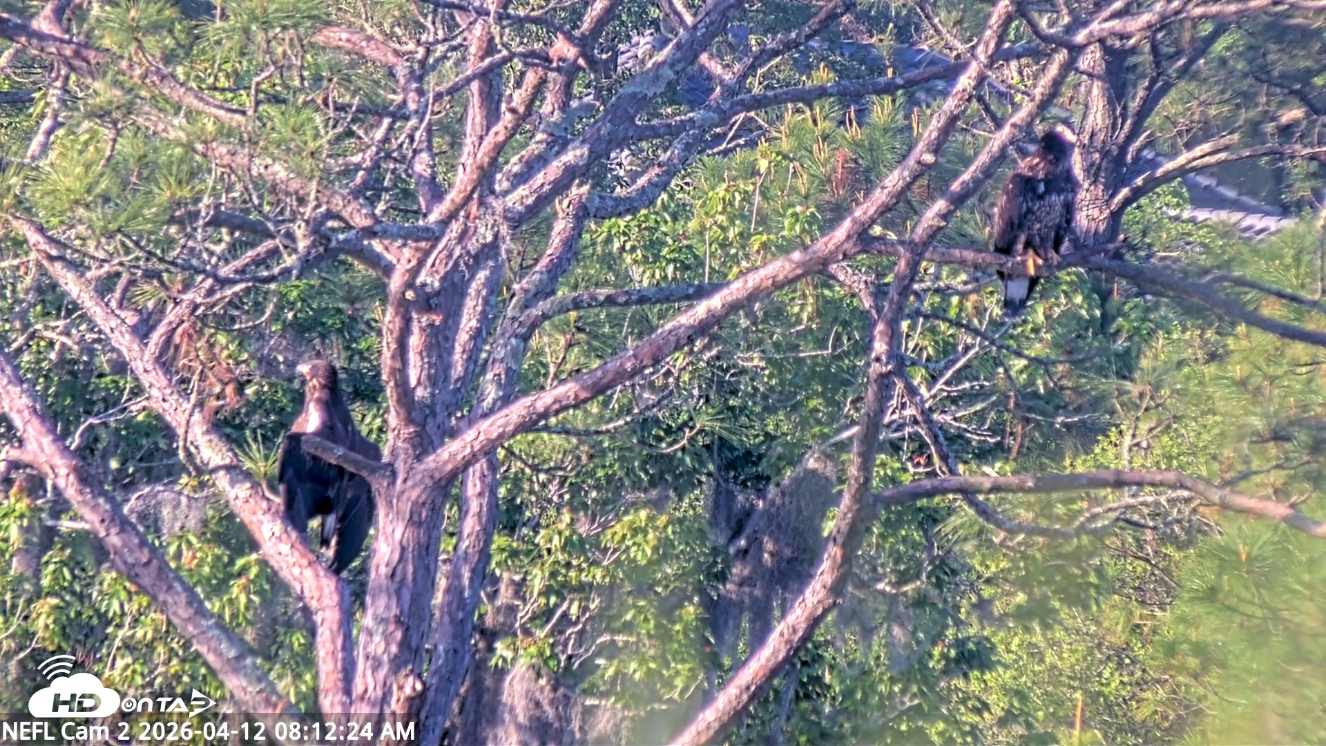 Snapshot of NE Florida Eagles Live Webcam taken Apr 12, 2026, 8:13am EDT