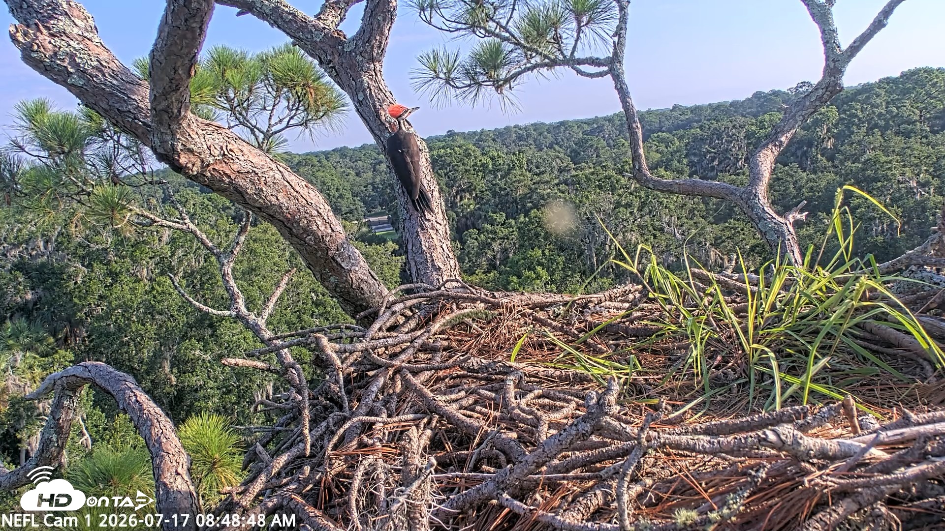 Snapshot of NE Florida Eagles Live Webcam taken Jul 17, 2026, 8:49am EDT