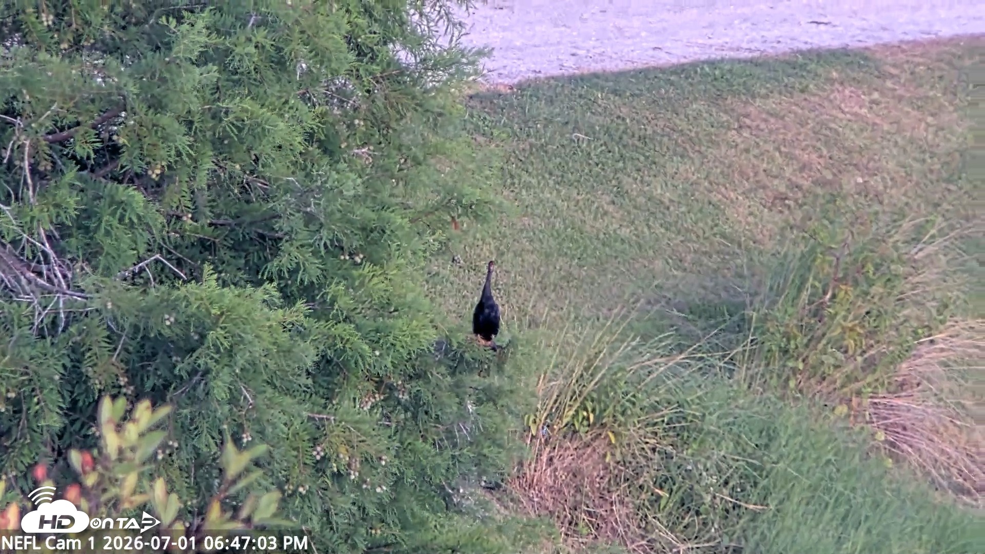 Snapshot of NE Florida Eagles Live Webcam taken Jul 1, 2026, 6:47pm EDT