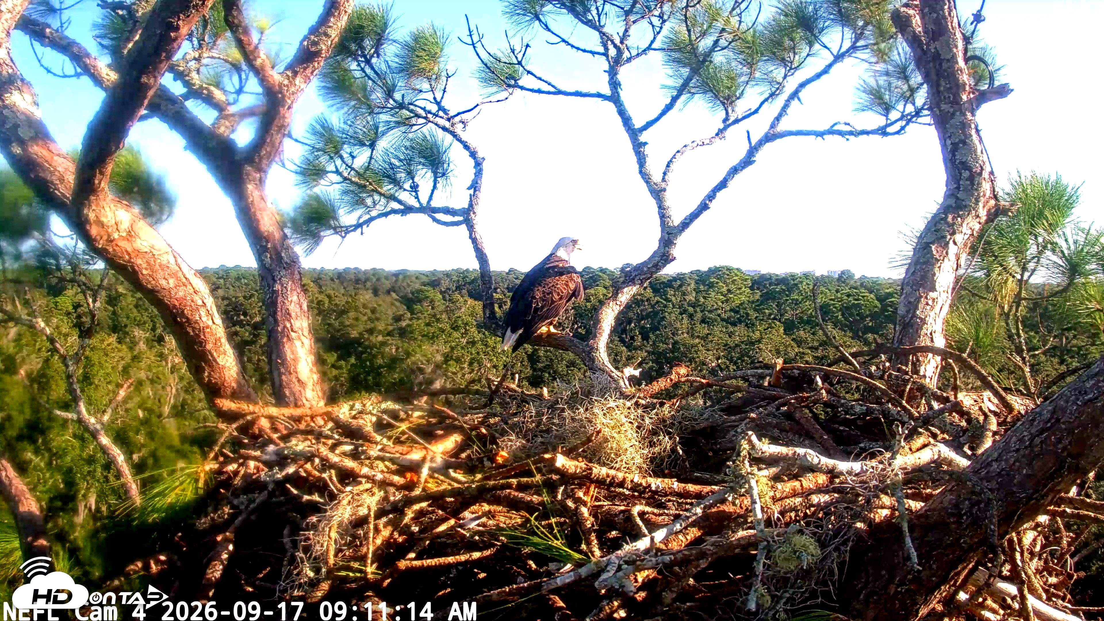 Snapshot of NE Florida Eagles Live Webcam taken Sep 17, 2026, 9:12am EDT
