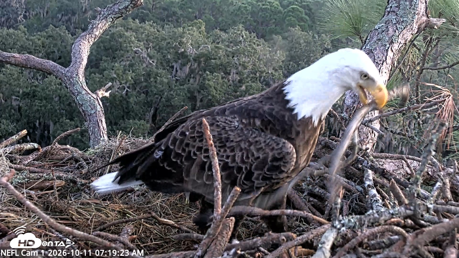 Snapshot of NE Florida Eagles Live Webcam taken Oct 11, 2026, 7:20am EDT