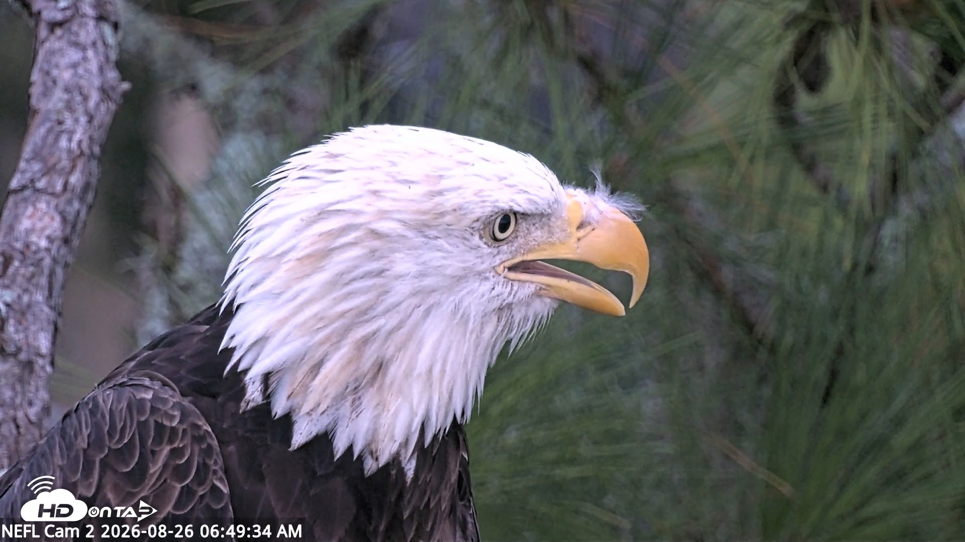 Snapshot of NE Florida Eagles Live Webcam taken Aug 26, 2026, 6:50am EDT