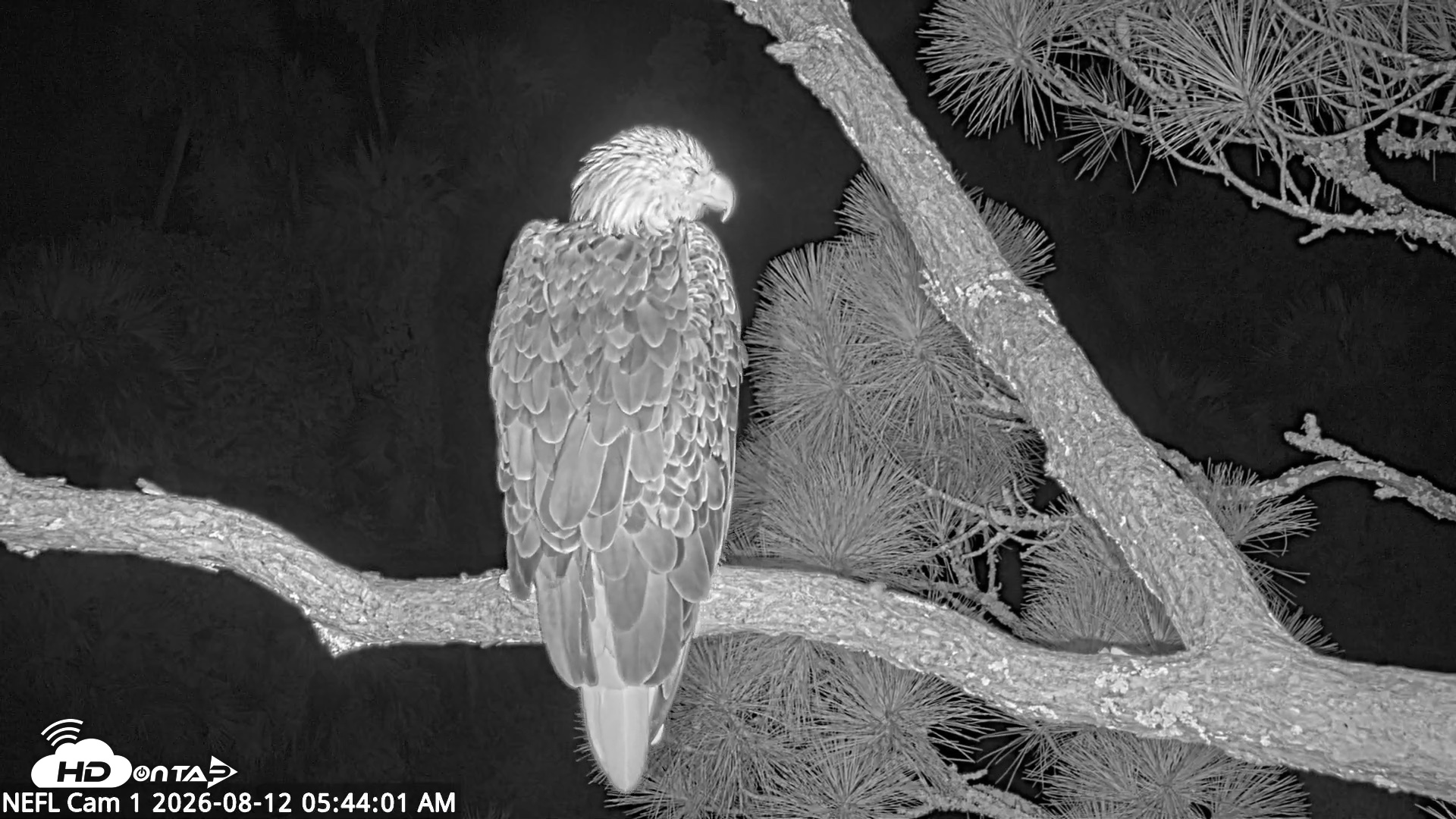 Snapshot of NE Florida Eagles Live Webcam taken Aug 12, 2026, 5:44am EDT