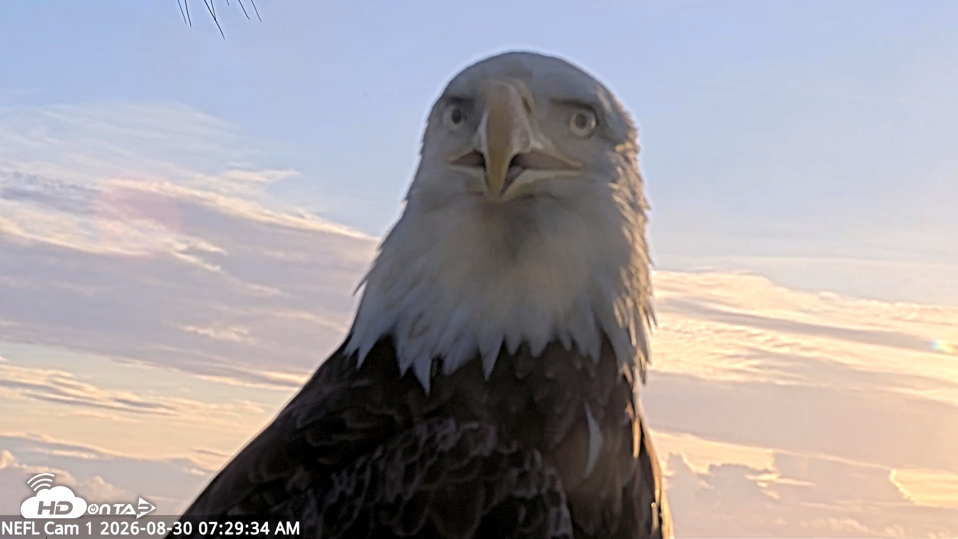 Snapshot of NE Florida Eagles Live Webcam taken Aug 30, 2026, 7:30am EDT