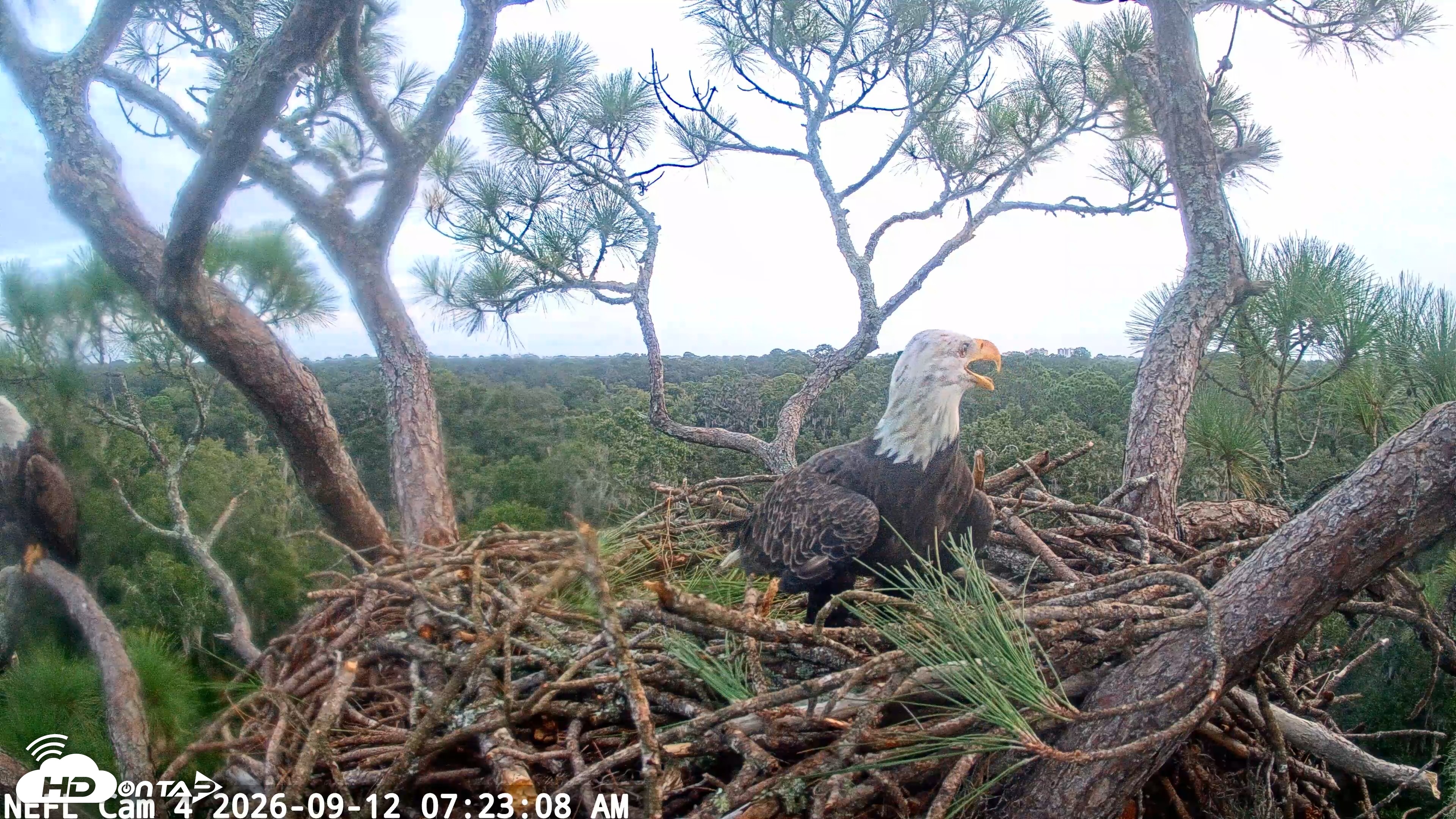 Snapshot of NE Florida Eagles Live Webcam taken Sep 12, 2026, 7:23am EDT