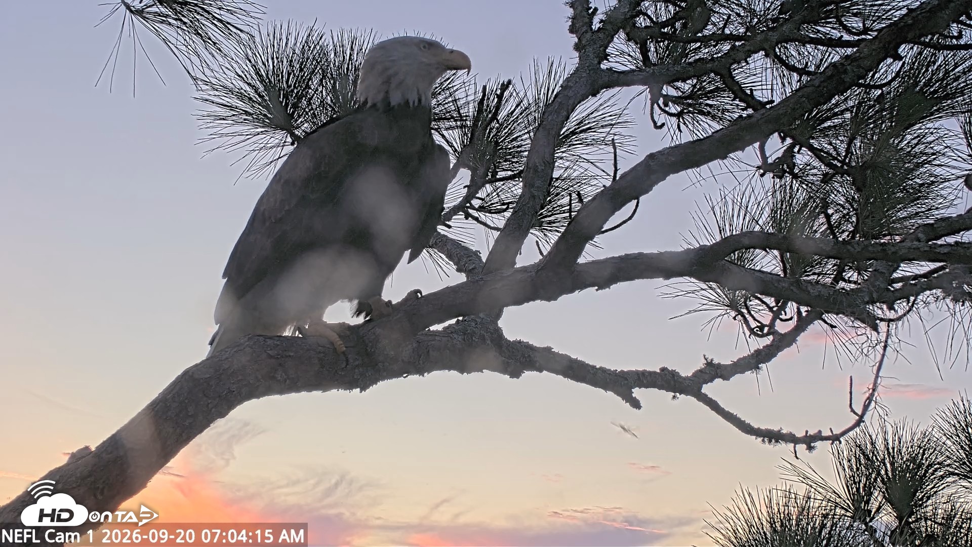 Snapshot of NE Florida Eagles Live Webcam taken Sep 20, 2026, 7:05am EDT