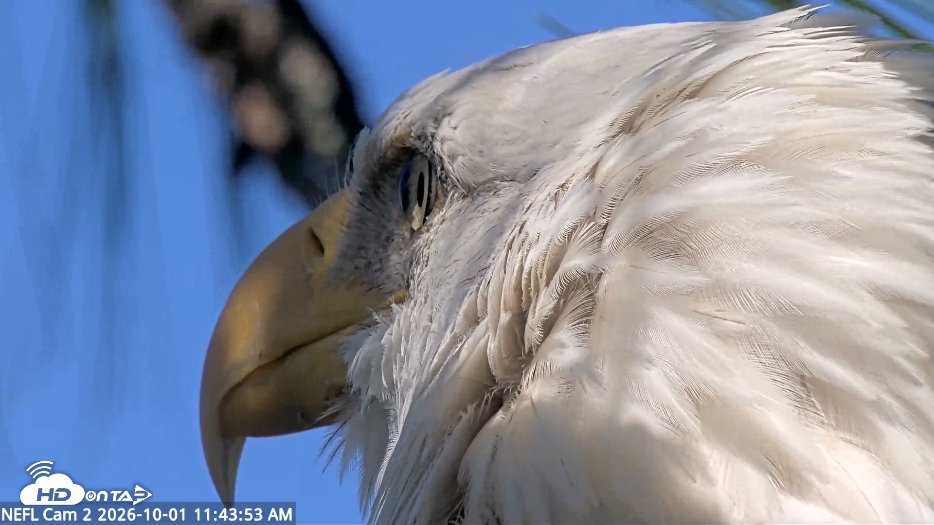 Snapshot of NE Florida Eagles Live Webcam taken Oct 1, 2026, 11:44am EDT