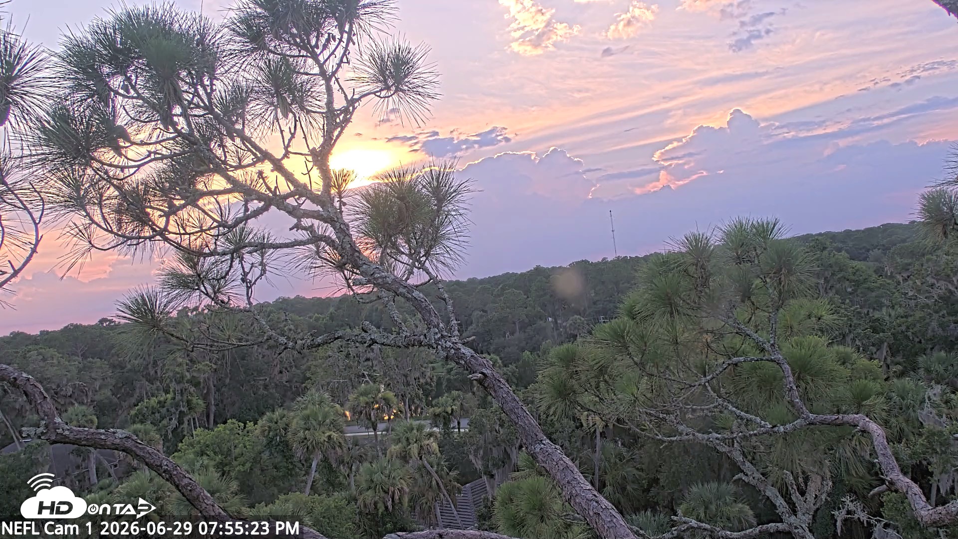 Snapshot of NE Florida Eagles Live Webcam taken Jun 29, 2026, 7:56pm EDT