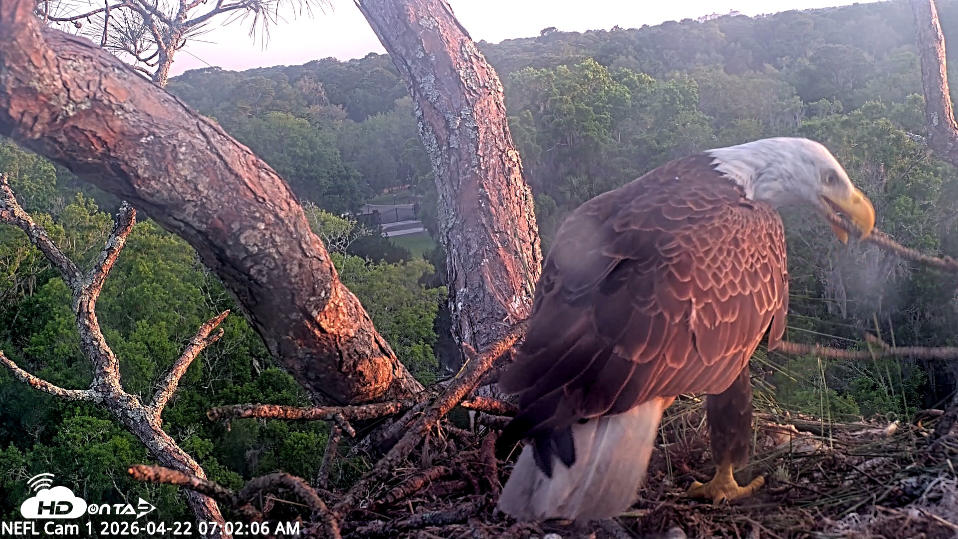 Snapshot of NE Florida Eagles Live Webcam taken Apr 22, 2026, 7:03am EDT
