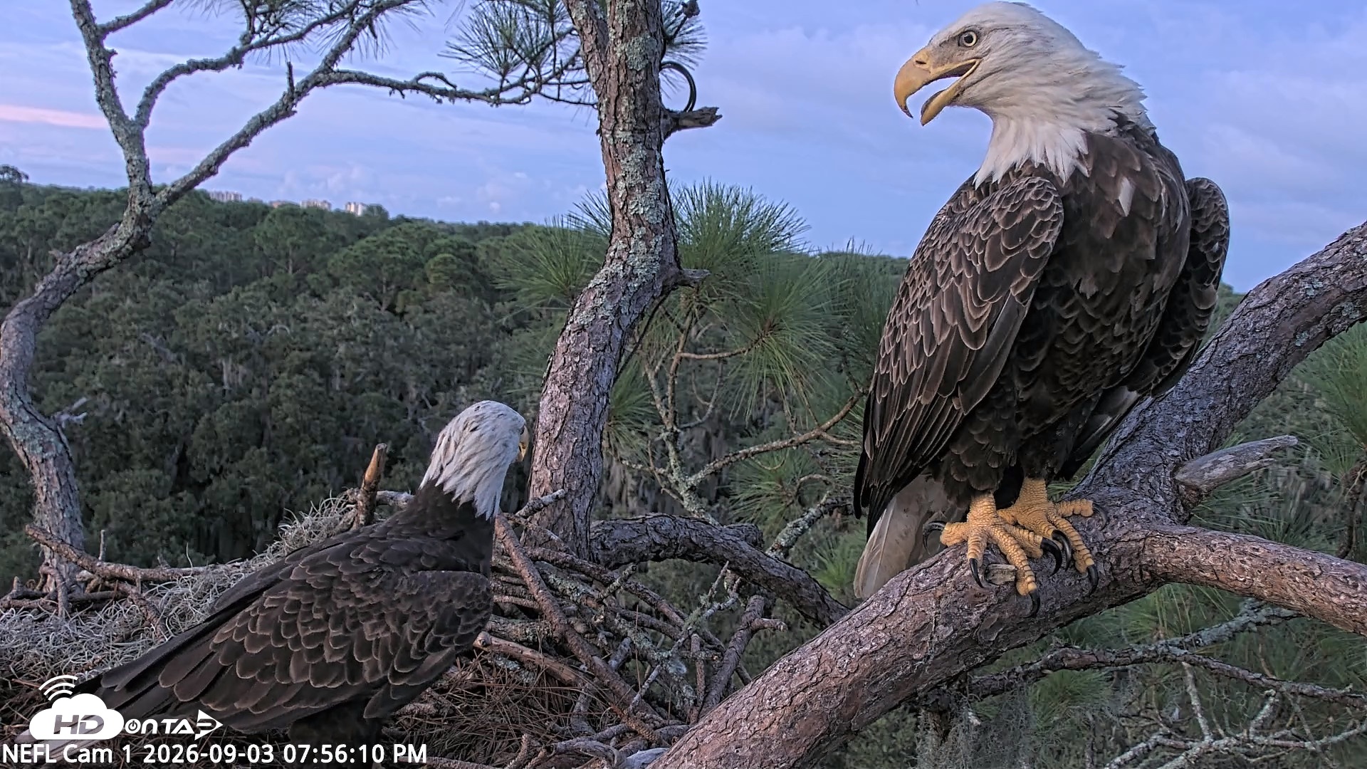 Snapshot of NE Florida Eagles Live Webcam taken Sep 3, 2026, 7:57pm EDT