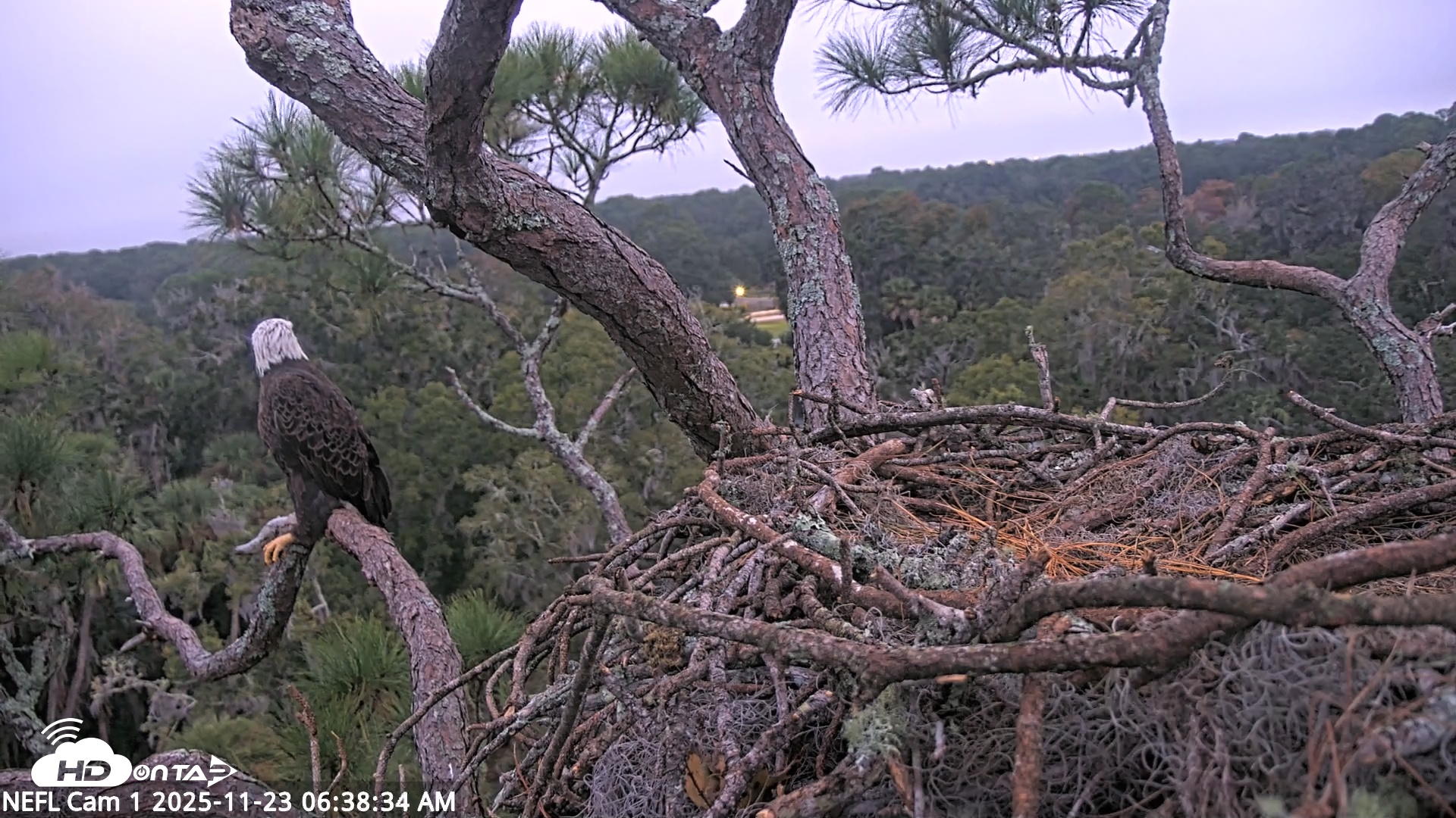Snapshot of NE Florida Eagles Live Webcam taken Nov 23, 2025, 6:39am EST