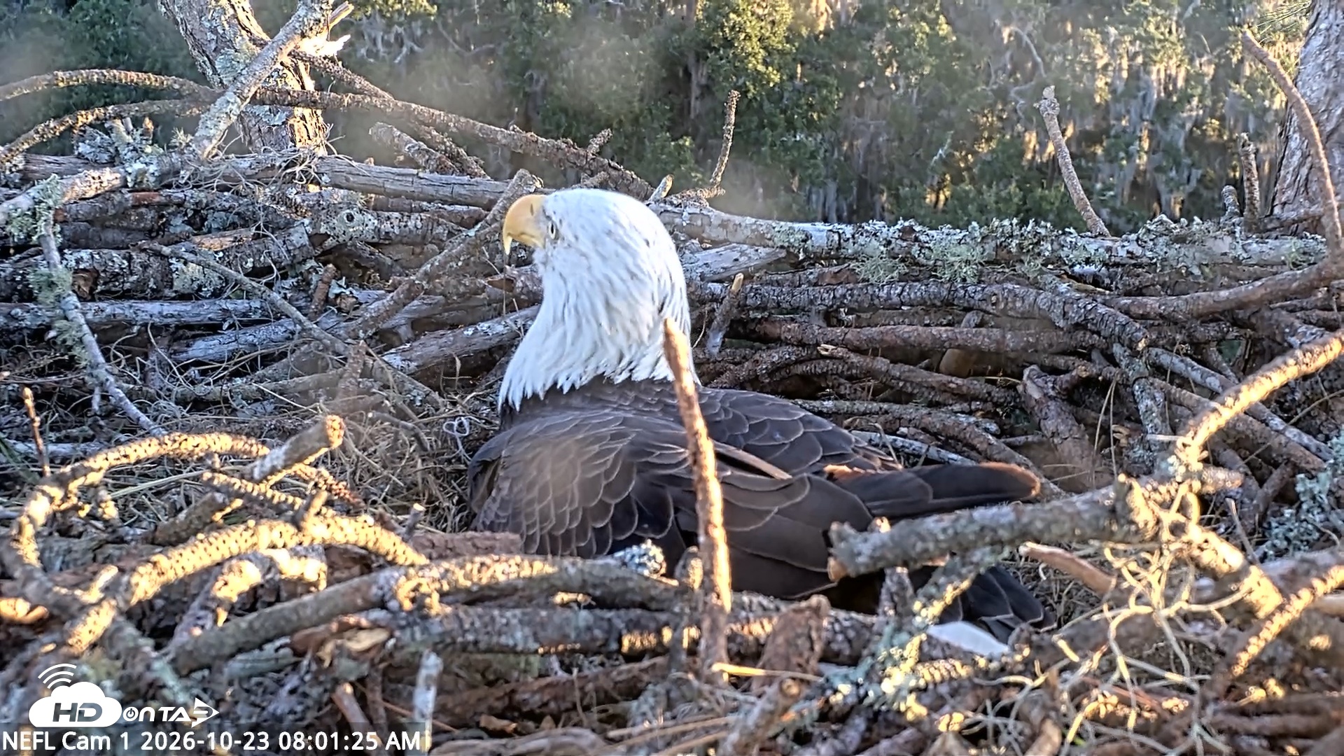Snapshot of NE Florida Eagles Live Webcam taken Oct 23, 2026, 8:02am EDT