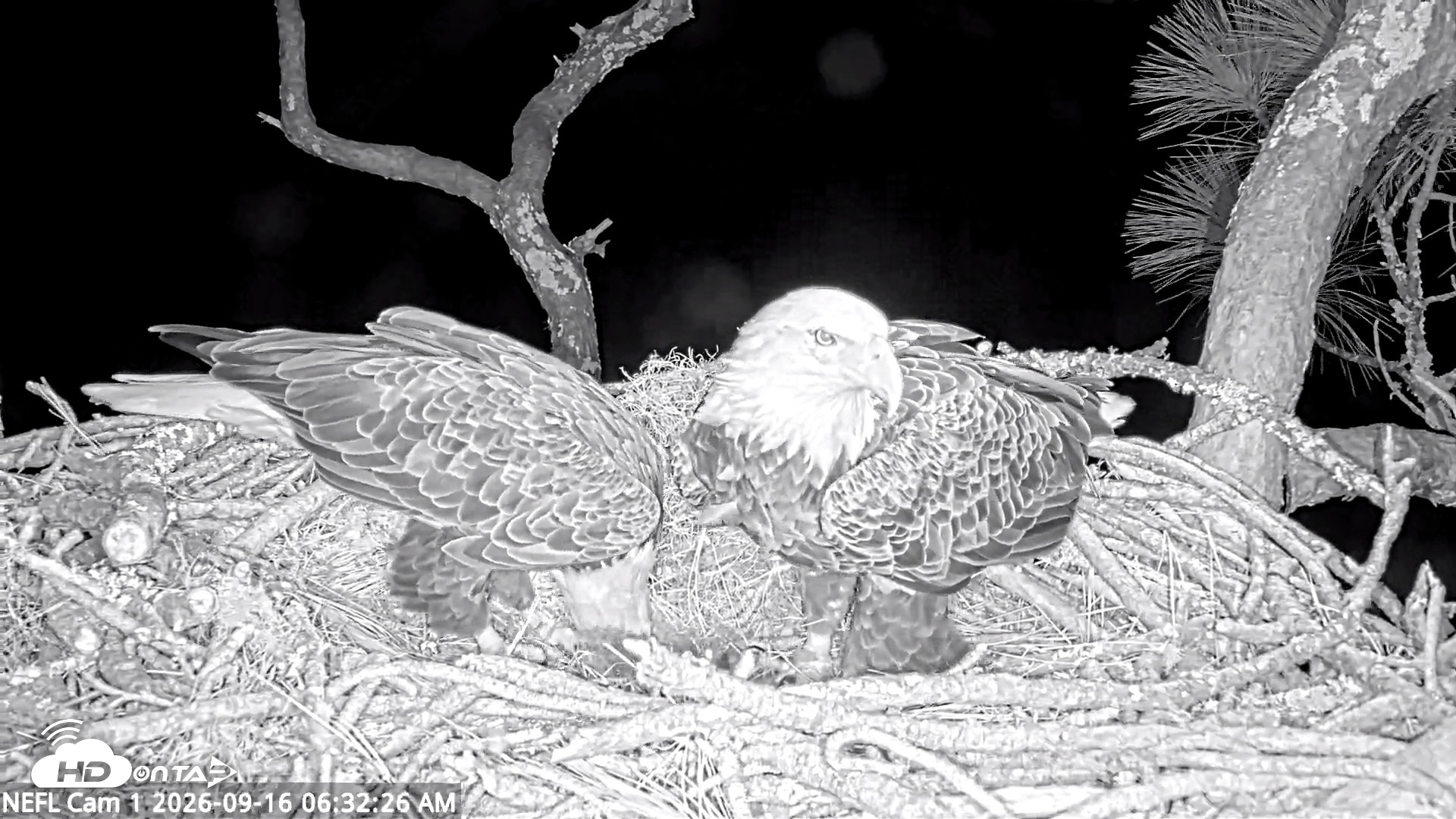 Snapshot of NE Florida Eagles Live Webcam taken Sep 16, 2026, 6:33am EDT