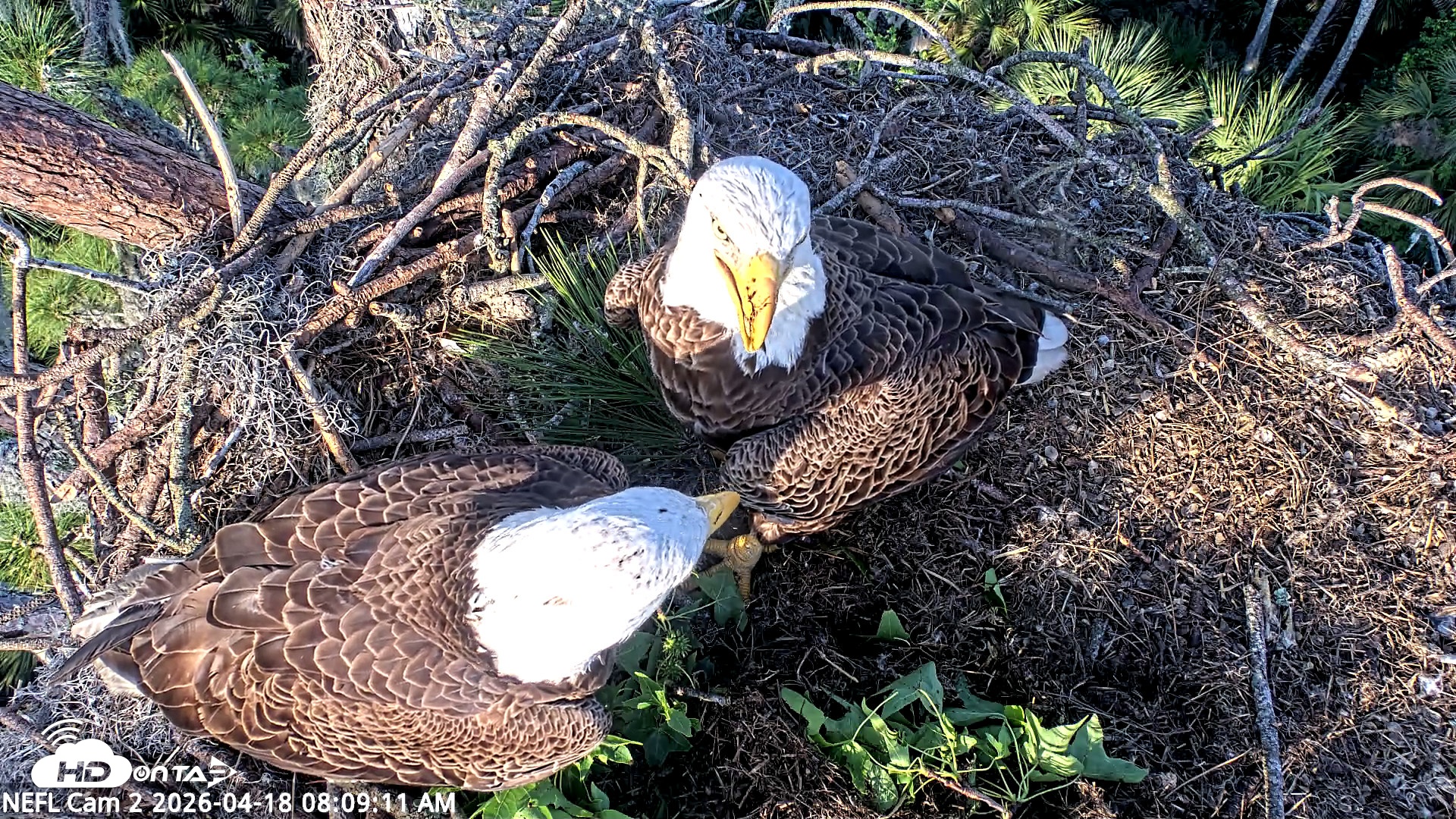 Snapshot of NE Florida Eagles Live Webcam taken Apr 18, 2026, 8:10am EDT