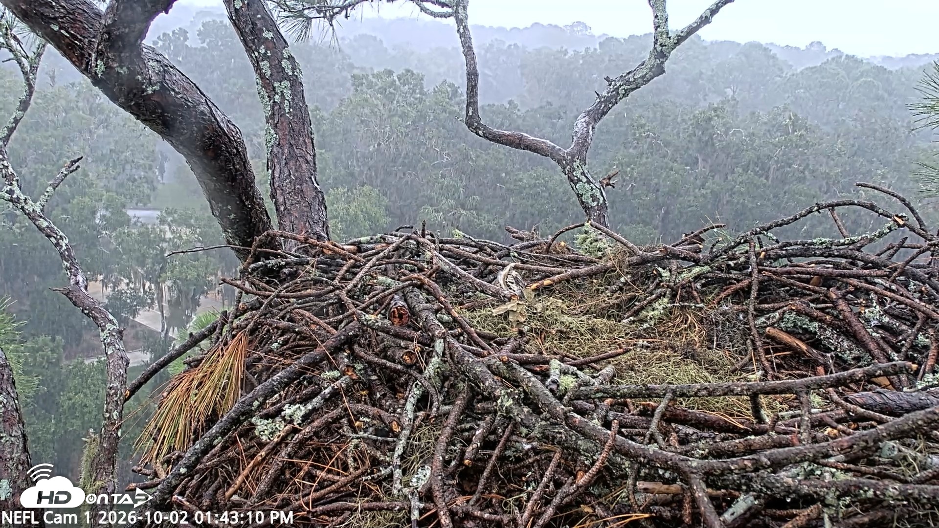 Snapshot of NE Florida Eagles Live Webcam taken Oct 2, 2026, 1:44pm EDT