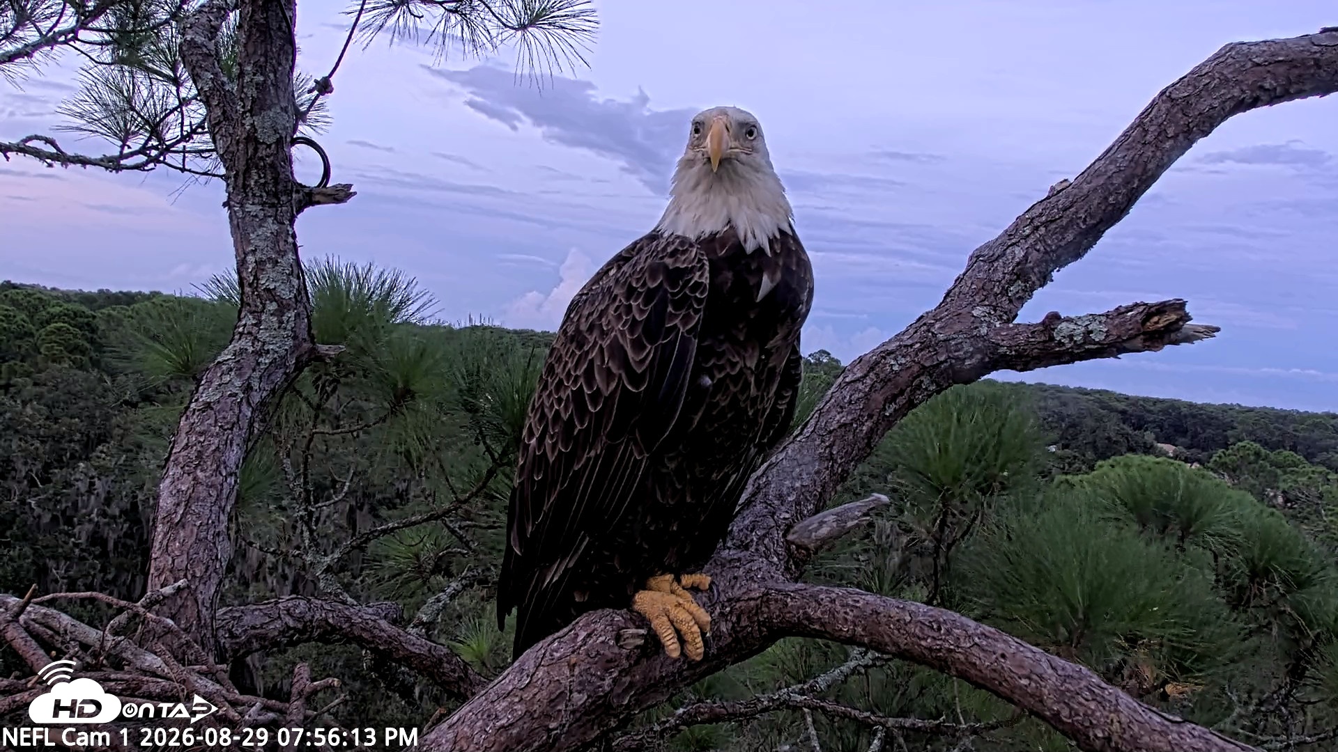 Snapshot of NE Florida Eagles Live Webcam taken Aug 29, 2026, 7:57pm EDT