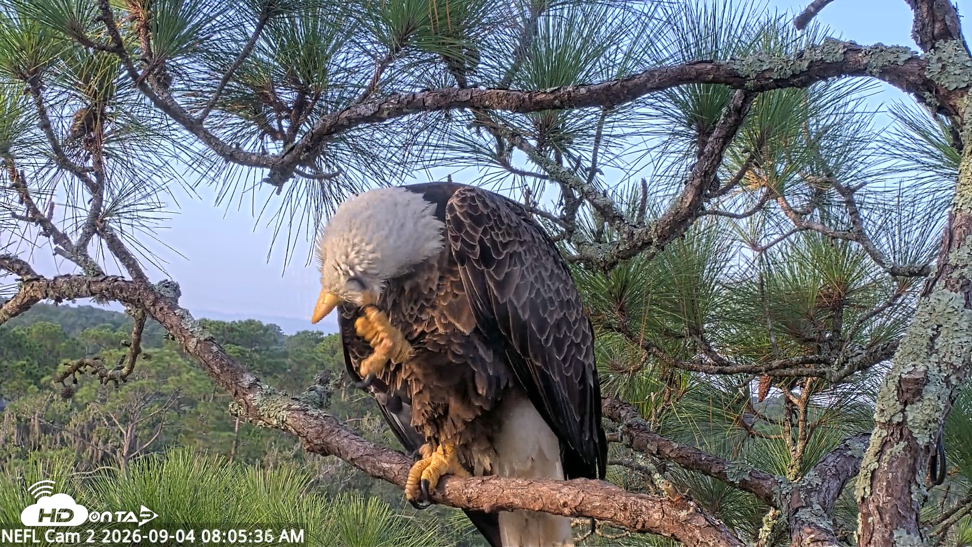 Snapshot of NE Florida Eagles Live Webcam taken Sep 4, 2026, 8:06am EDT