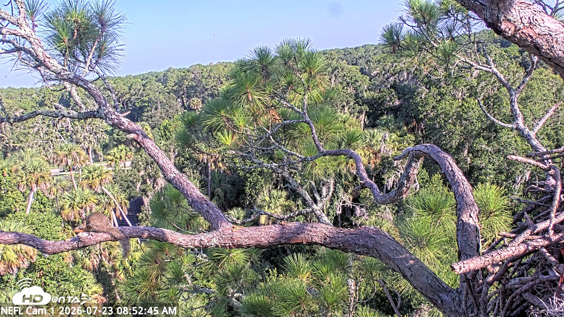 Snapshot of NE Florida Eagles Live Webcam taken Jul 23, 2026, 8:53am EDT