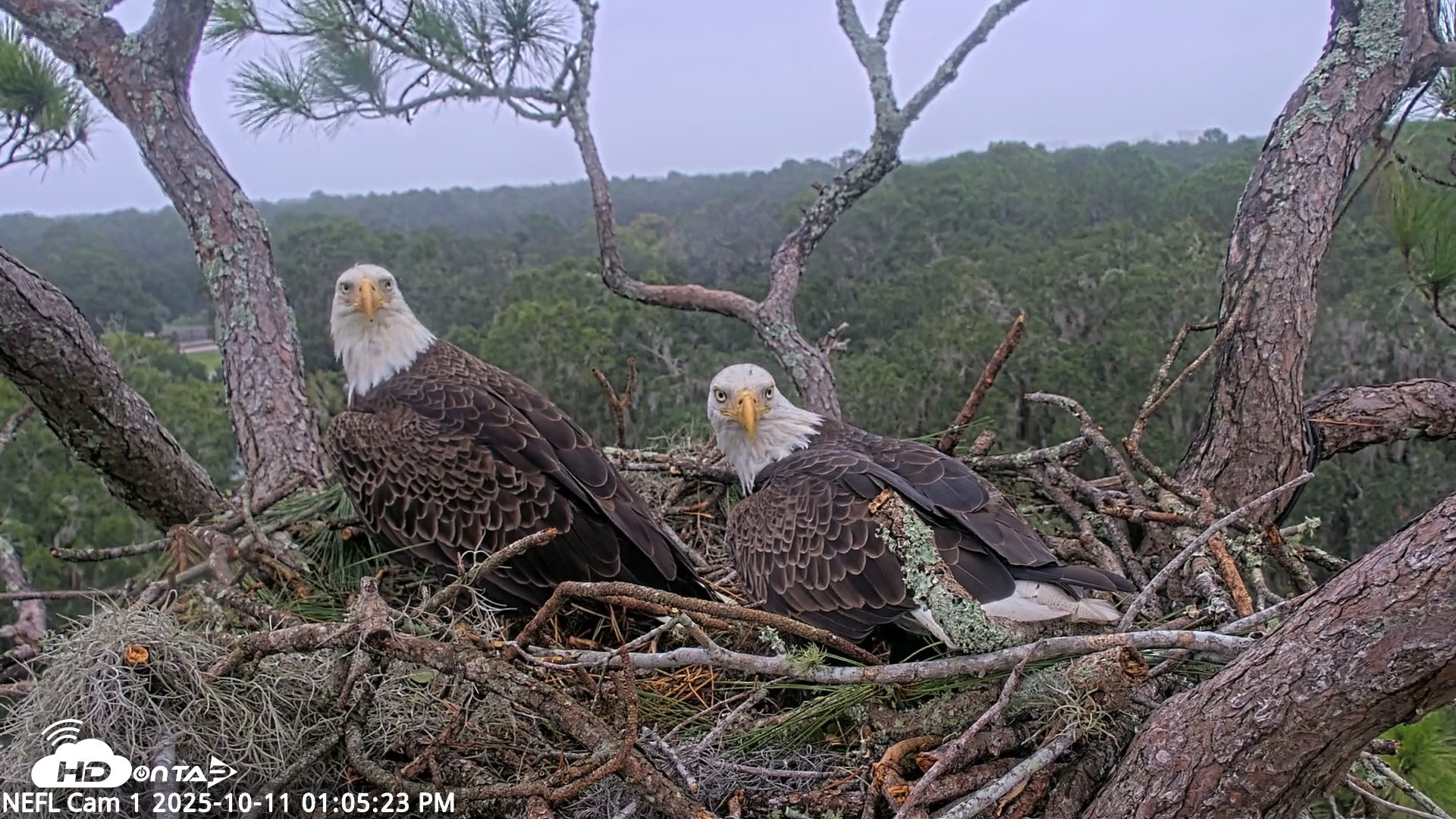 Snapshot of NE Florida Eagles Live Webcam taken Oct 11, 2025, 1:06pm EDT