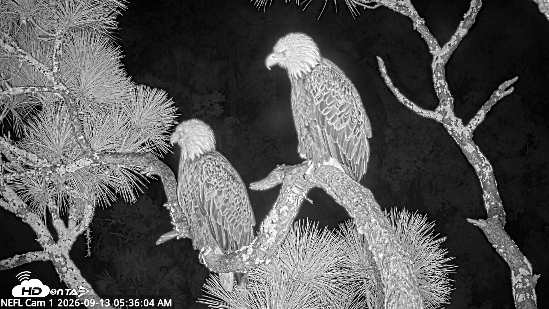 Snapshot of NE Florida Eagles Live Webcam taken Sep 13, 2026, 5:37am EDT