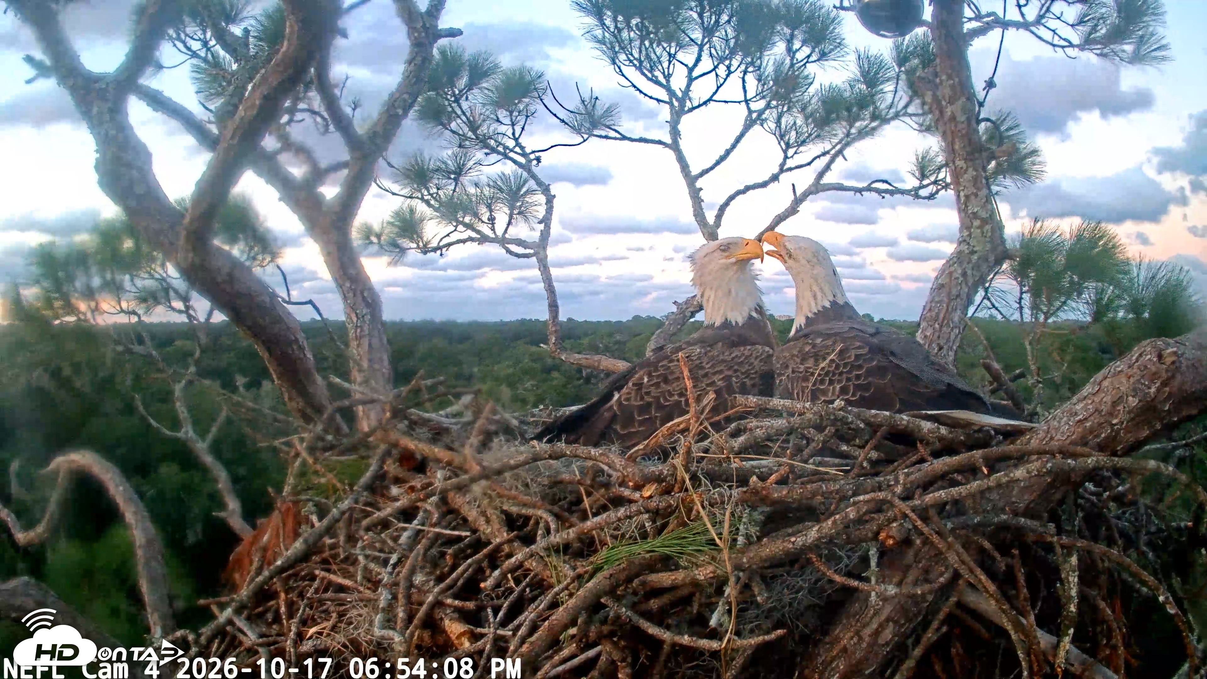 Snapshot of NE Florida Eagles Live Webcam taken Oct 17, 2026, 6:54pm EDT
