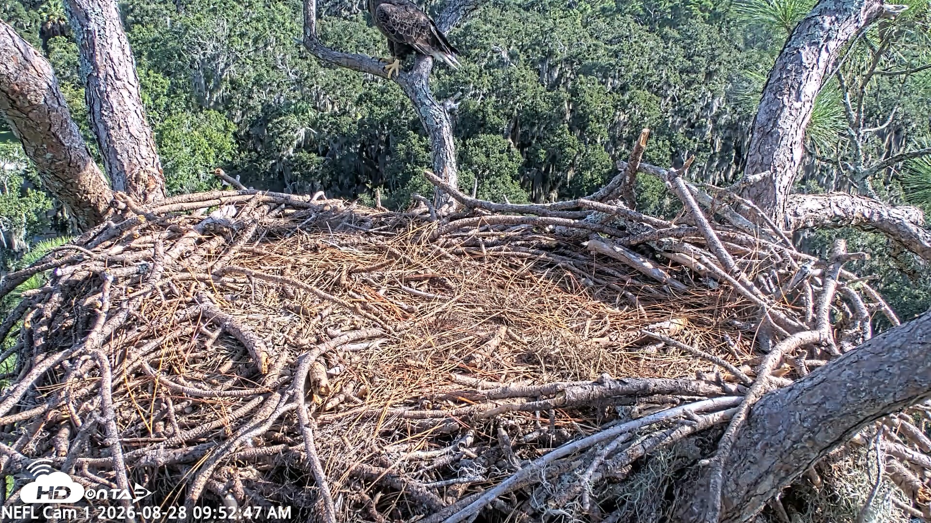 Snapshot of NE Florida Eagles Live Webcam taken Aug 28, 2026, 9:53am EDT